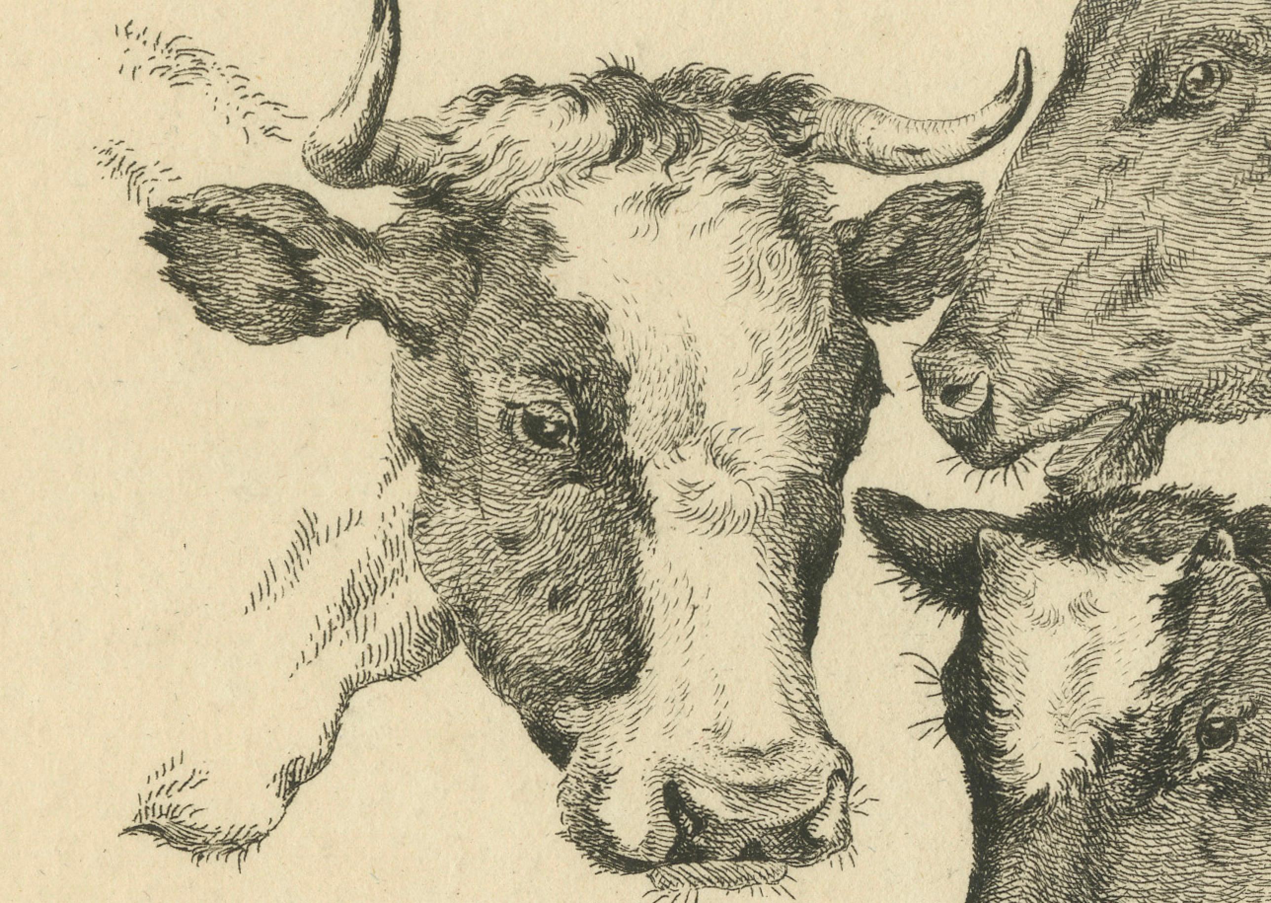 Paper Etching of Four Cow Heads: Detailed Farm Animal Study by Oberman, 1809 For Sale