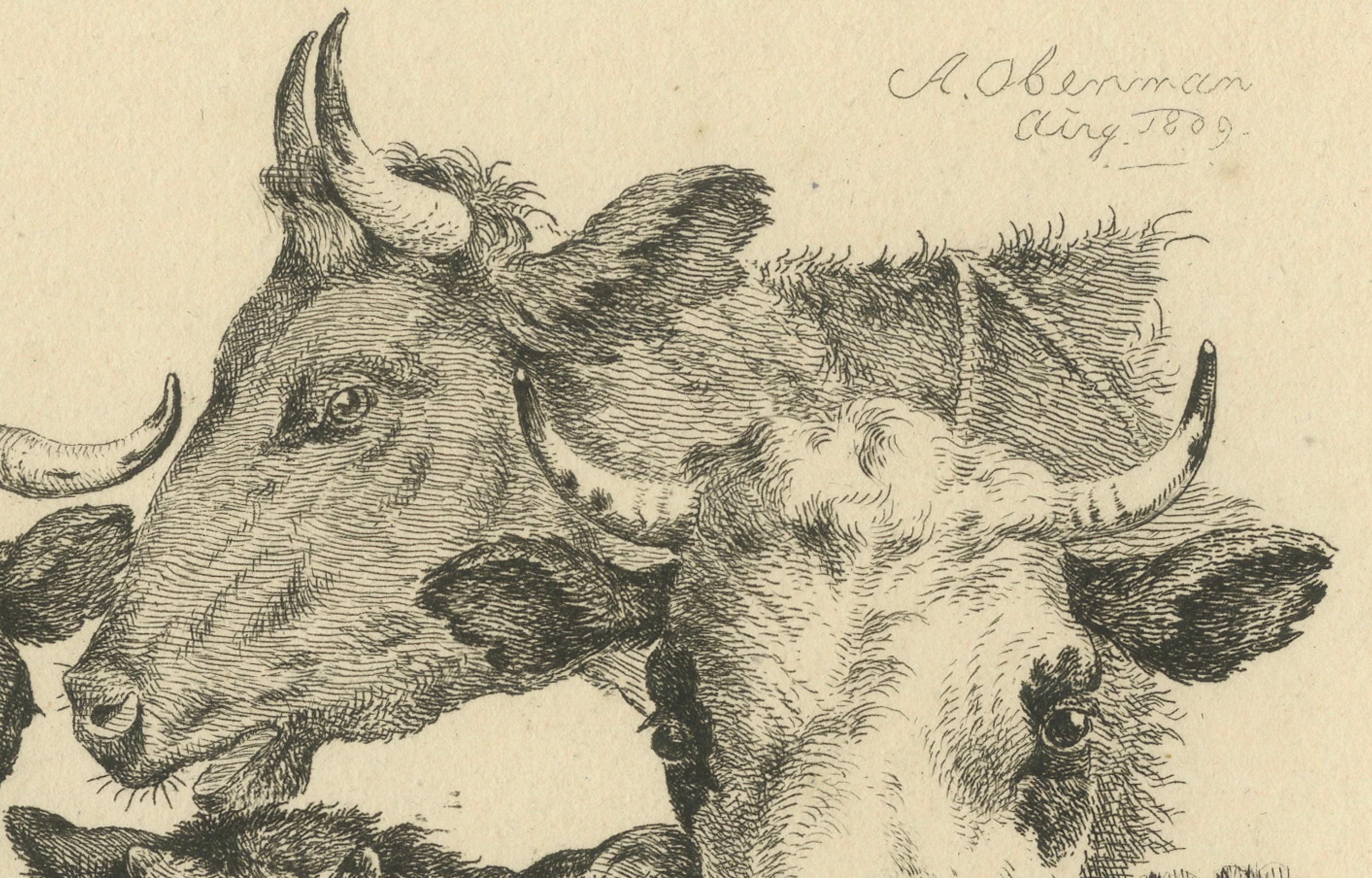 Etching of Four Cow Heads: Detailed Farm Animal Study by Oberman, 1809 For Sale 1