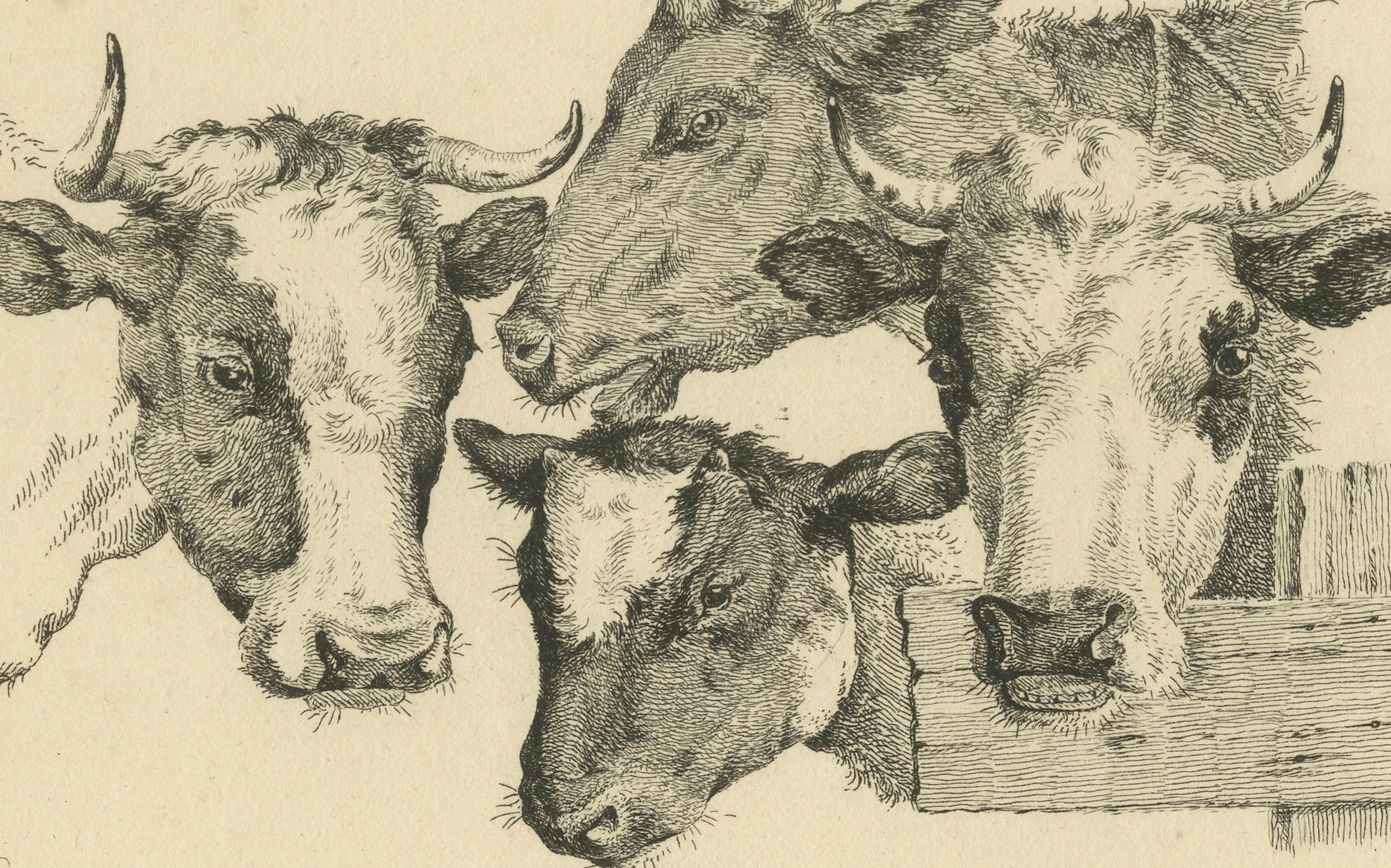Etching of Four Cow Heads: Detailed Farm Animal Study by Oberman, 1809 For Sale 2