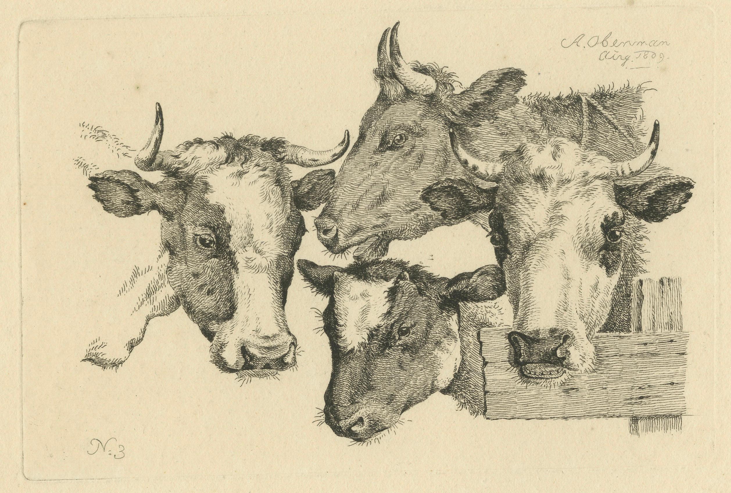 Etching of Four Cow Heads: Detailed Farm Animal Study by Oberman, 1809 For Sale 3