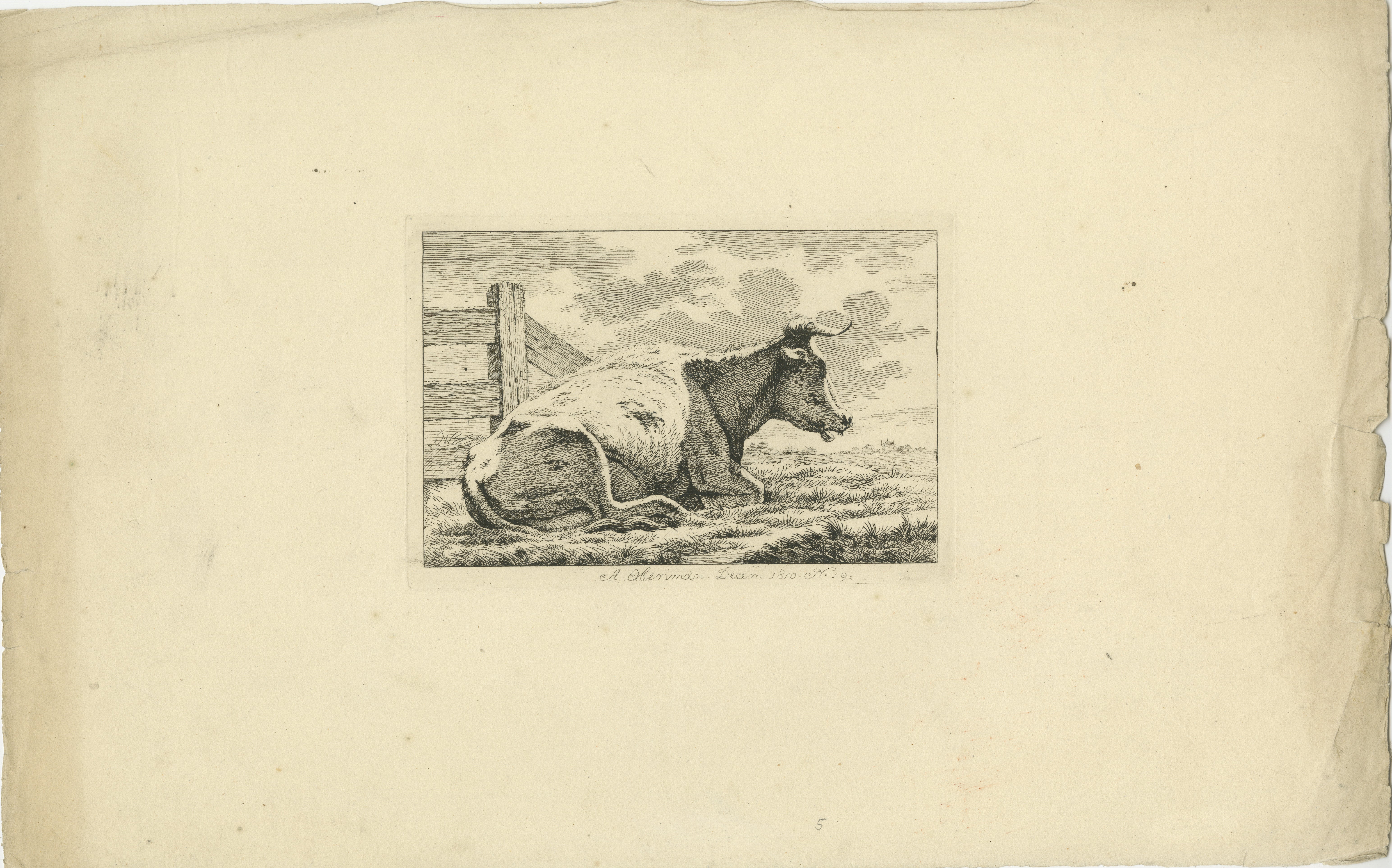 L'estampe d'Anthony Oberman représente une vache allongée près d'une clôture dans un cadre bucolique. Voici une description détaillée de la gravure :

Composition :

1. Vache au repos :
   - Le sujet central est une vache couchée dans l'herbe. La