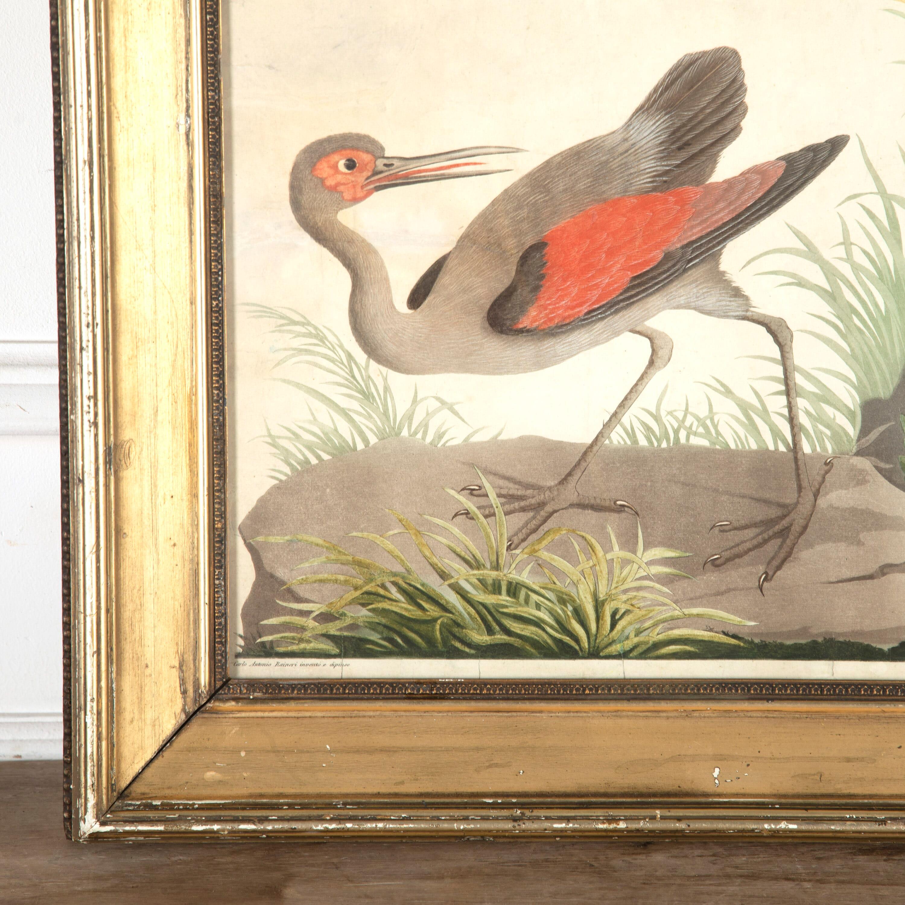 Early 19th century Italian aquatint etching of fantastical storks. 

This wonderful etching, hand-finished in polychrome tempera, is by Vittorio Raineri (1797-1869). The etching is after an 18th Century painting by Carlo Antonio Raineri