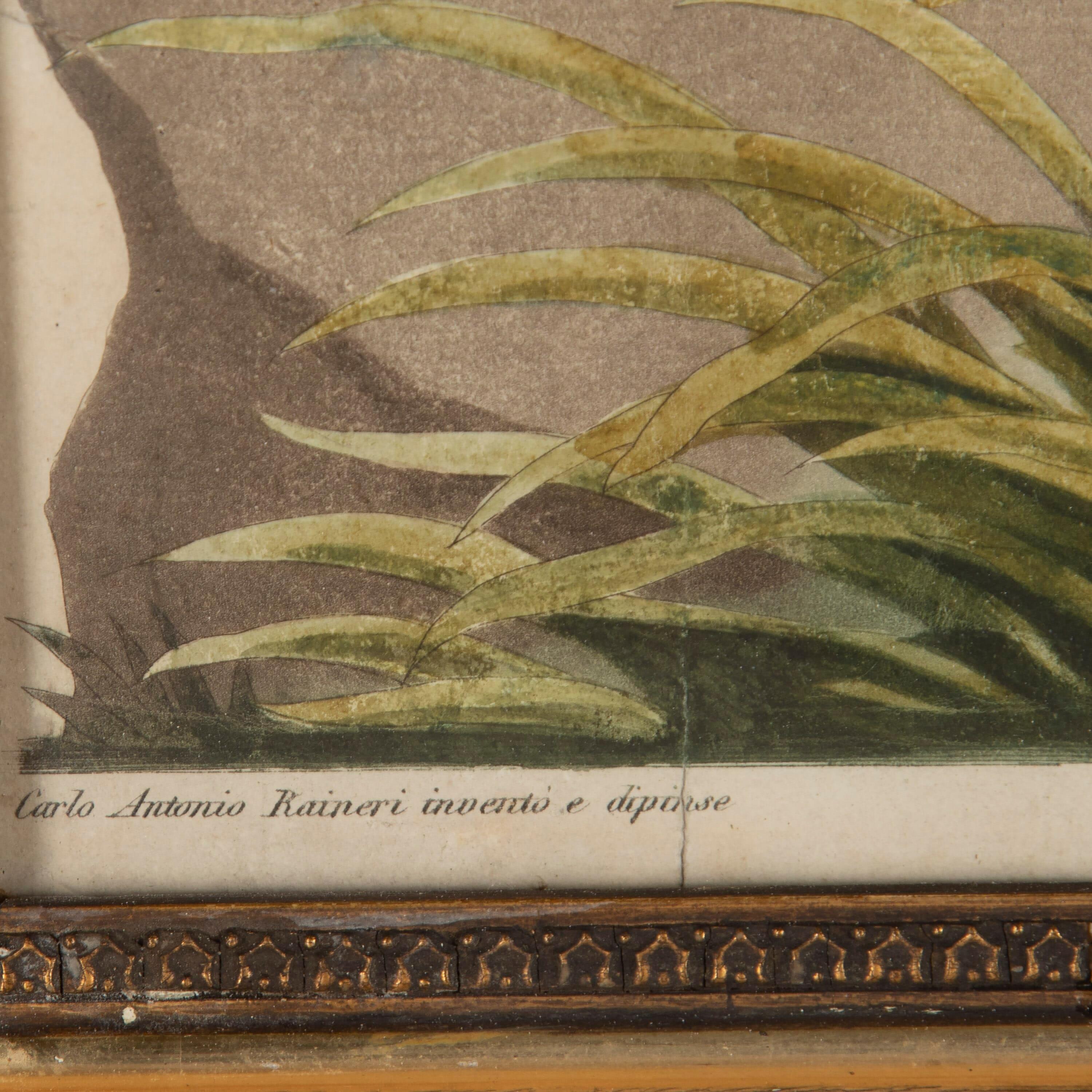 Wood Etching of Storks by Raineri