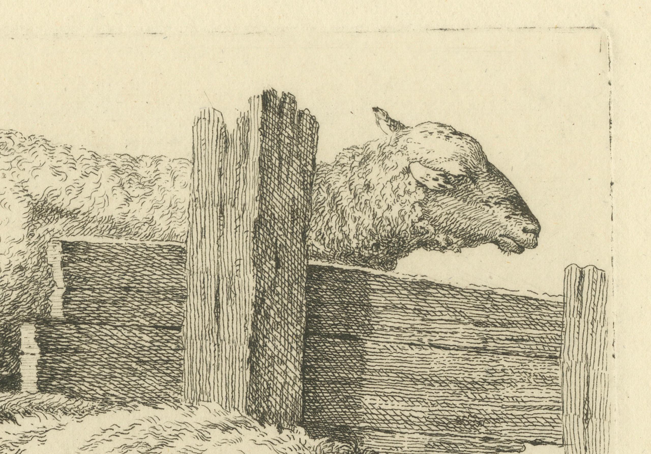 Paper Etching of Three Sheep Resting by Fence: Farm Animal Study, by Oberman in 1810 For Sale