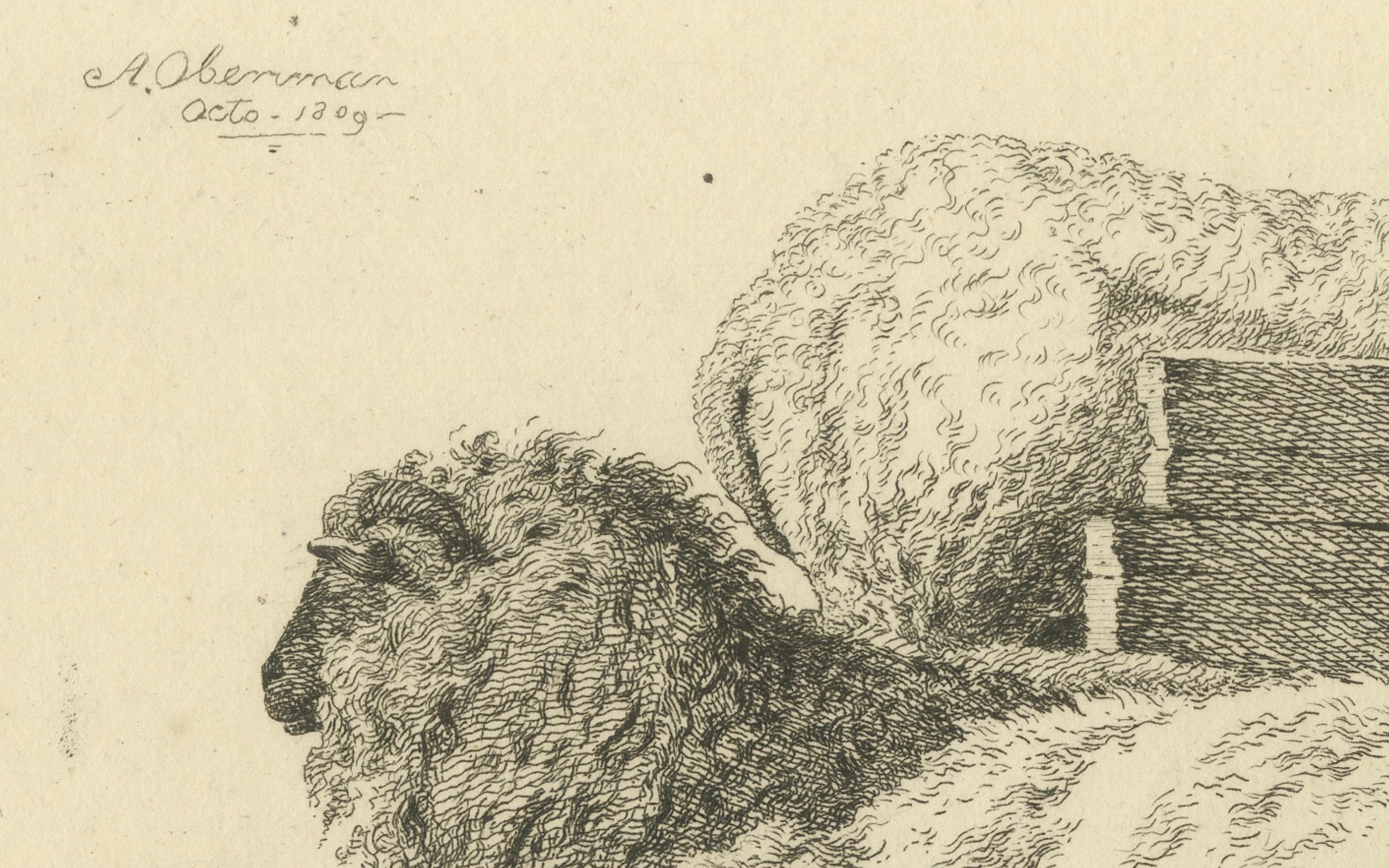 Etching of Three Sheep Resting by Fence: Farm Animal Study, by Oberman in 1810 For Sale 1