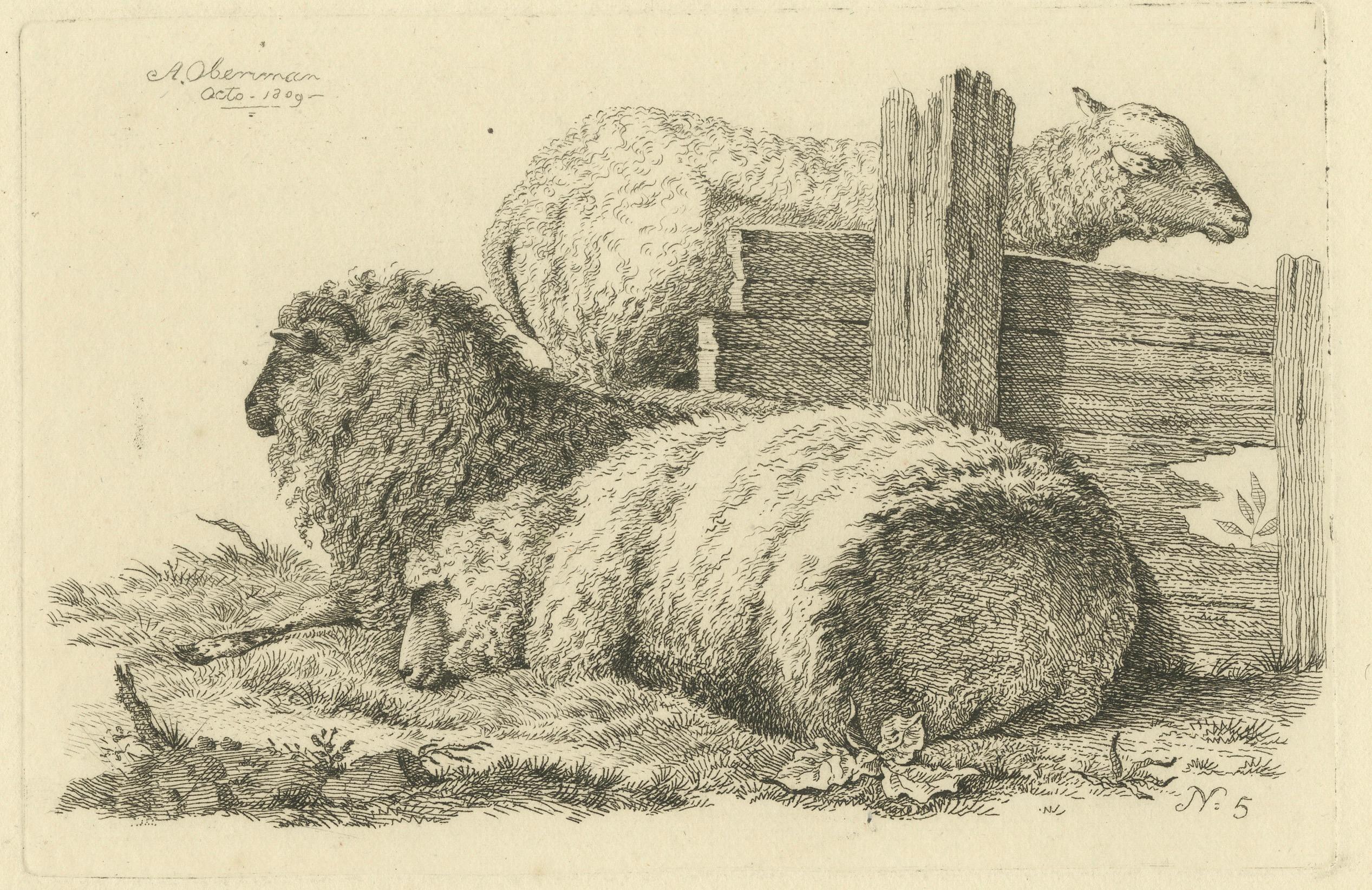 Etching of Three Sheep Resting by Fence: Farm Animal Study, by Oberman in 1810 For Sale 2