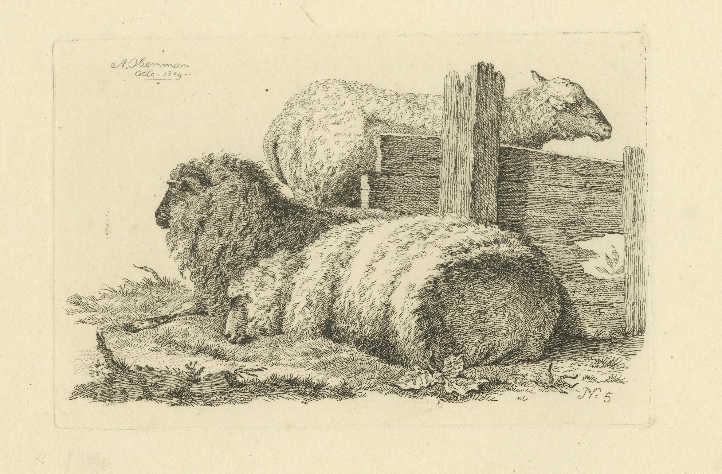 Etching of Three Sheep Resting by Fence: Farm Animal Study, by Oberman in 1810 For Sale 3