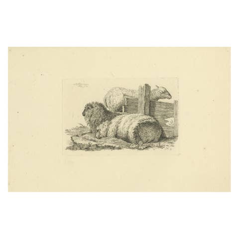 Etching of Three Sheep Resting by Fence: Farm Animal Study, by Oberman in 1810