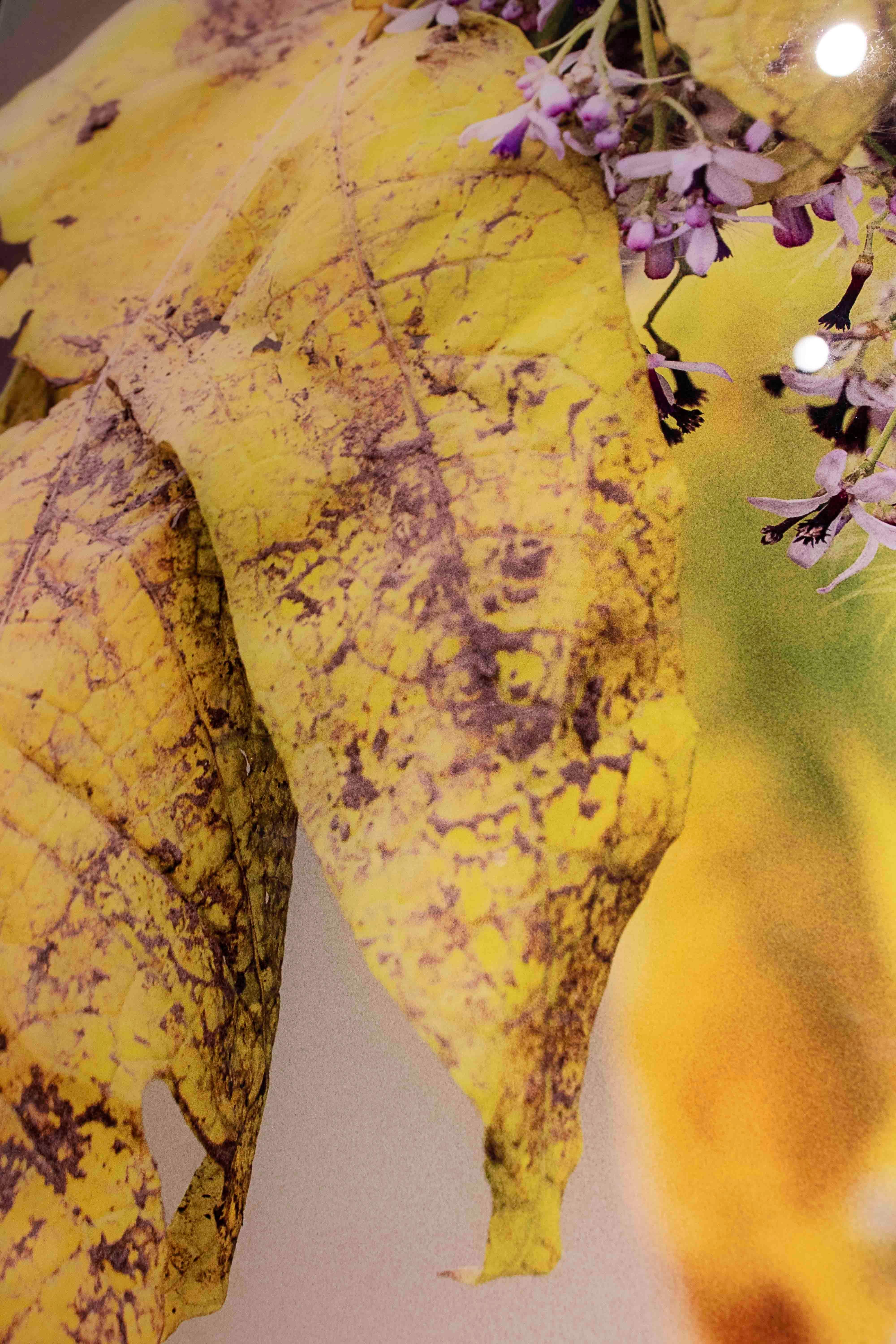 Ethnische Porträtfotografie mit natürlichen Details im Angebot 5