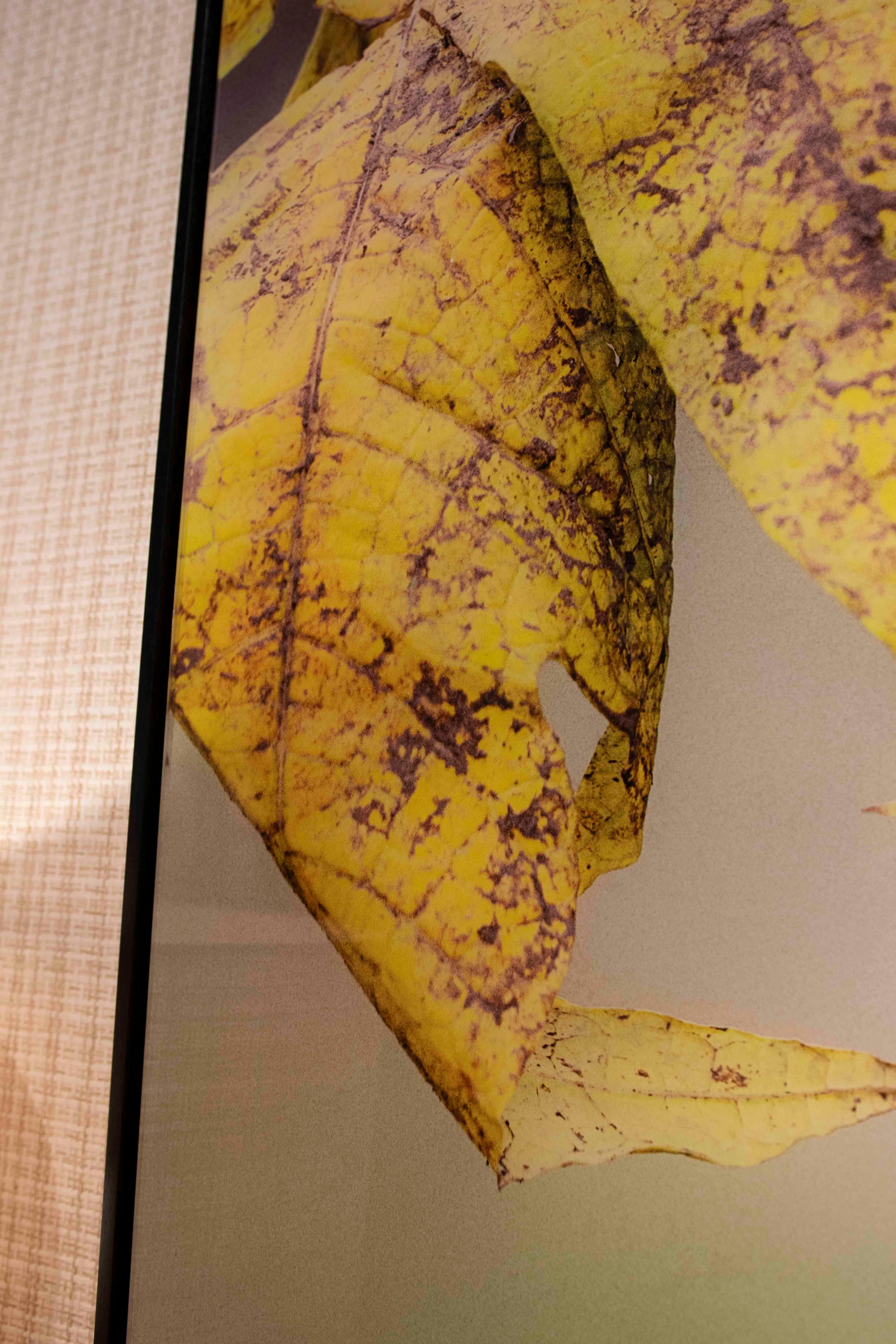 Ethnische Porträtfotografie mit natürlichen Details im Angebot 6