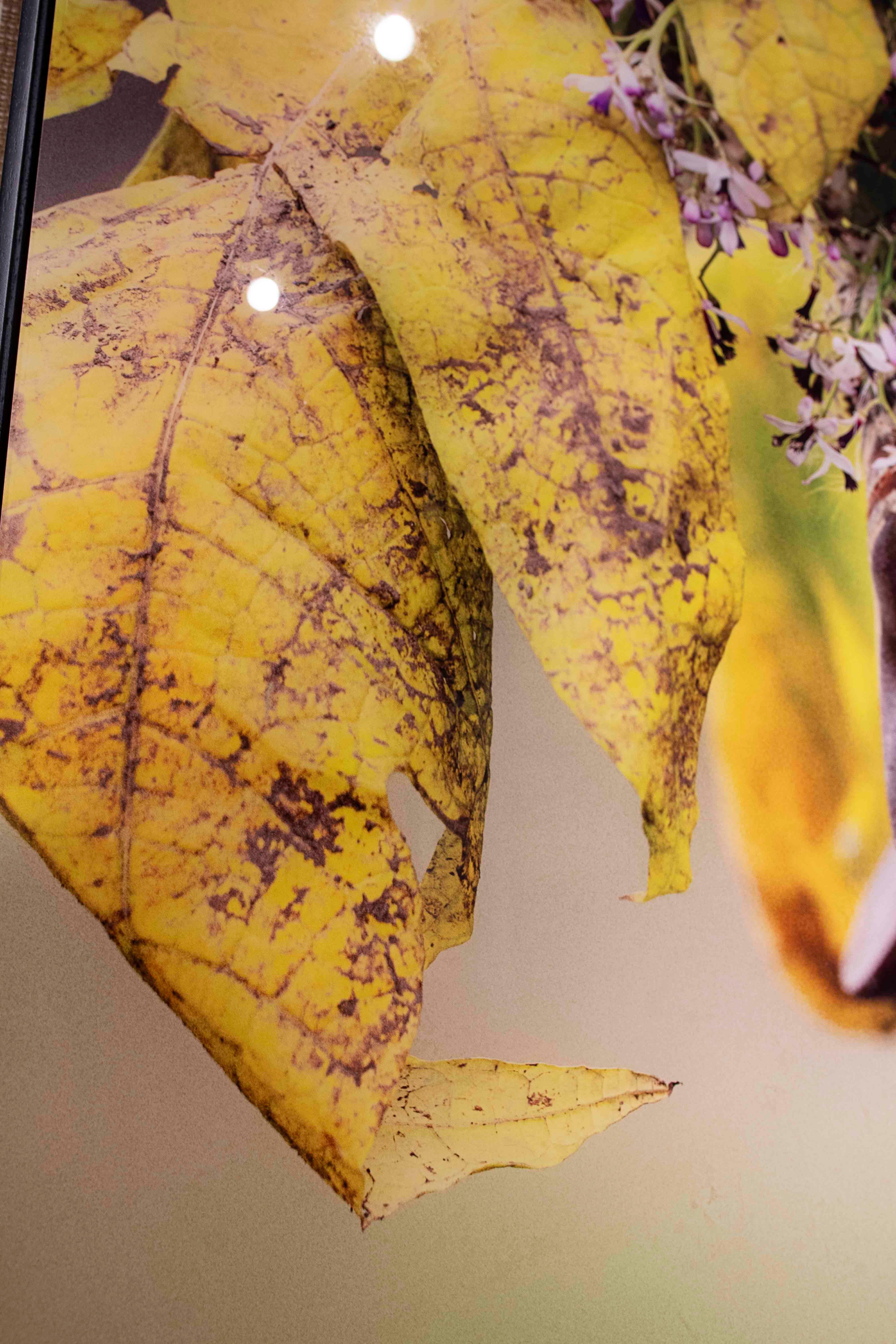 Ethnische Porträtfotografie mit natürlichen Details (Spanisch) im Angebot