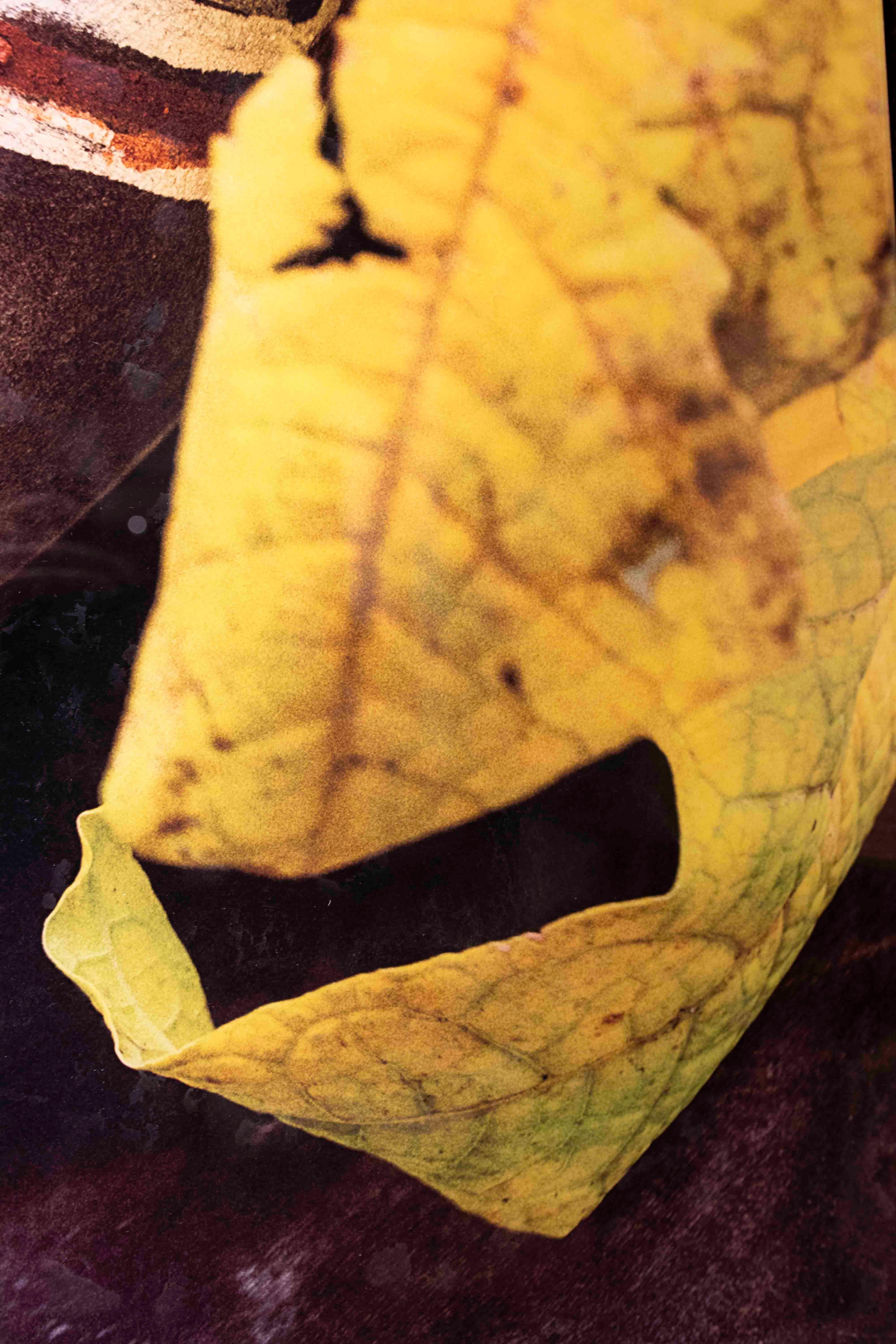 Ethnische Porträtfotografie mit natürlichen Details im Angebot 3
