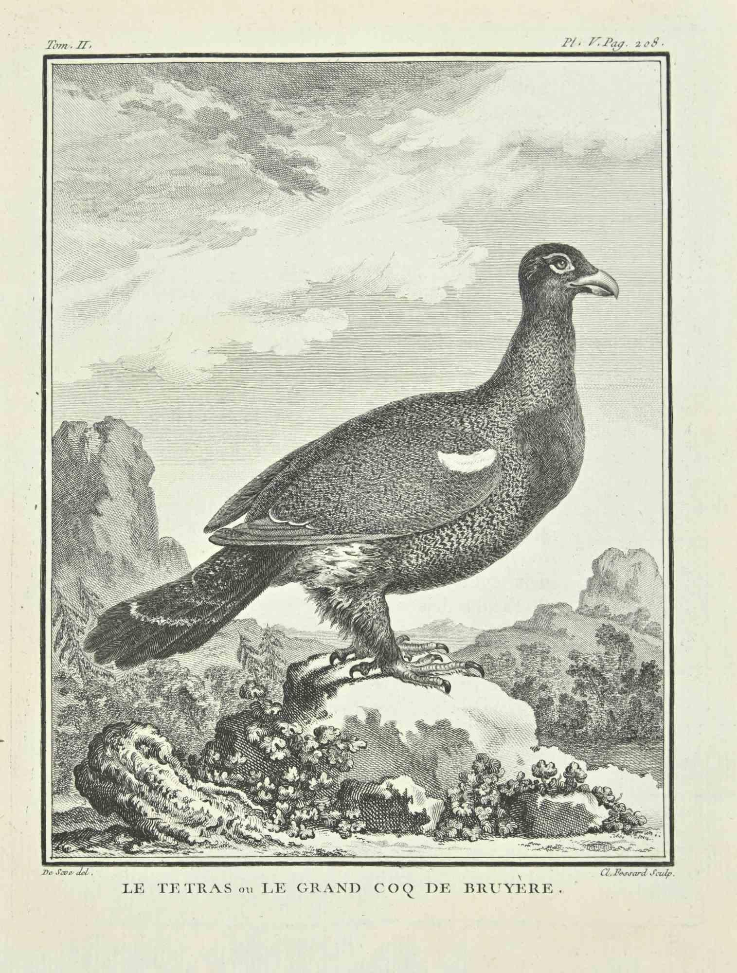Le Tetràs - Etching by Etienne Fessard - 1771