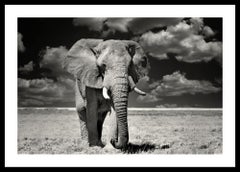 Etosha Elephant, Black and White Photography Fine Art Print by Rainer Martini