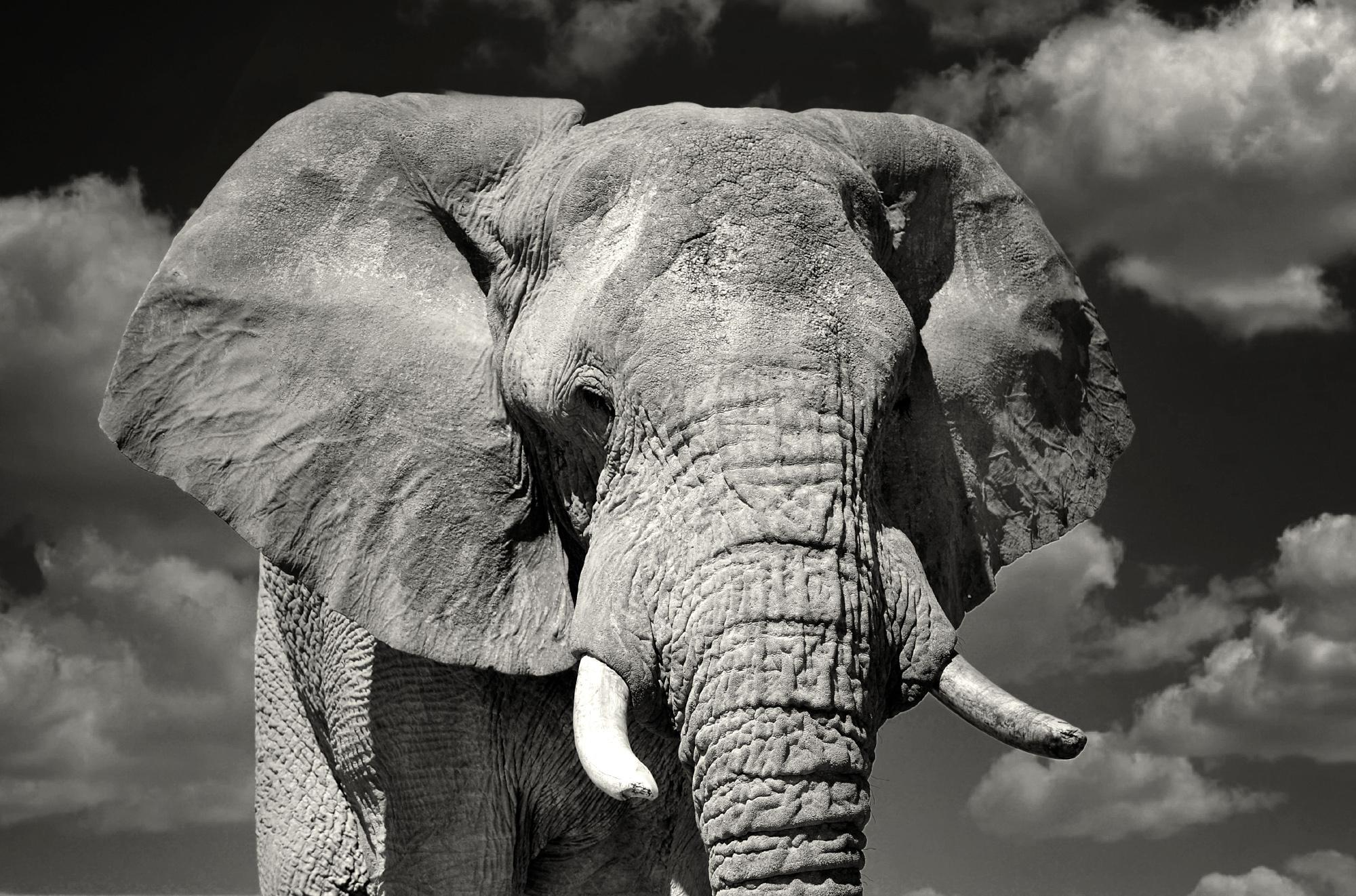 Etosha Elefant:: Schwarz-Weiß-Fotografie Kunstdruck von Rainer Martini (Namibisch) im Angebot