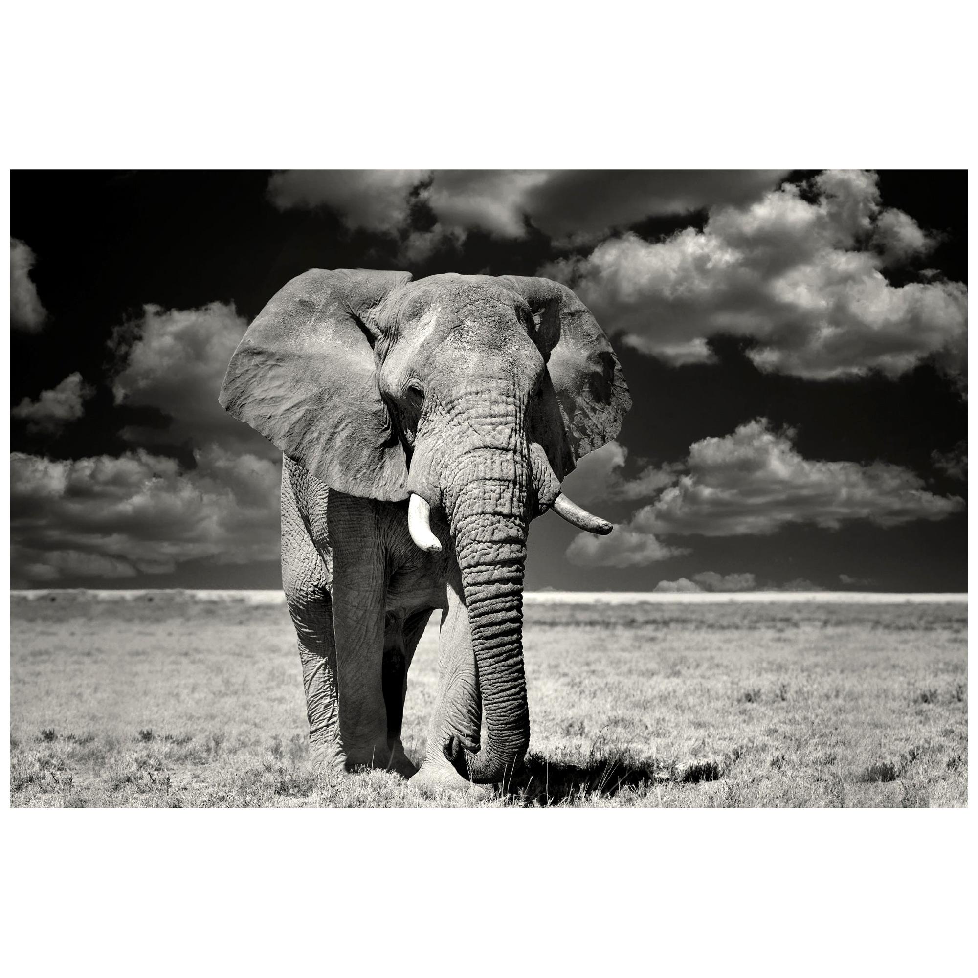Etosha Elephant, Black and White Photography Fine Art Print by Rainer Martini For Sale