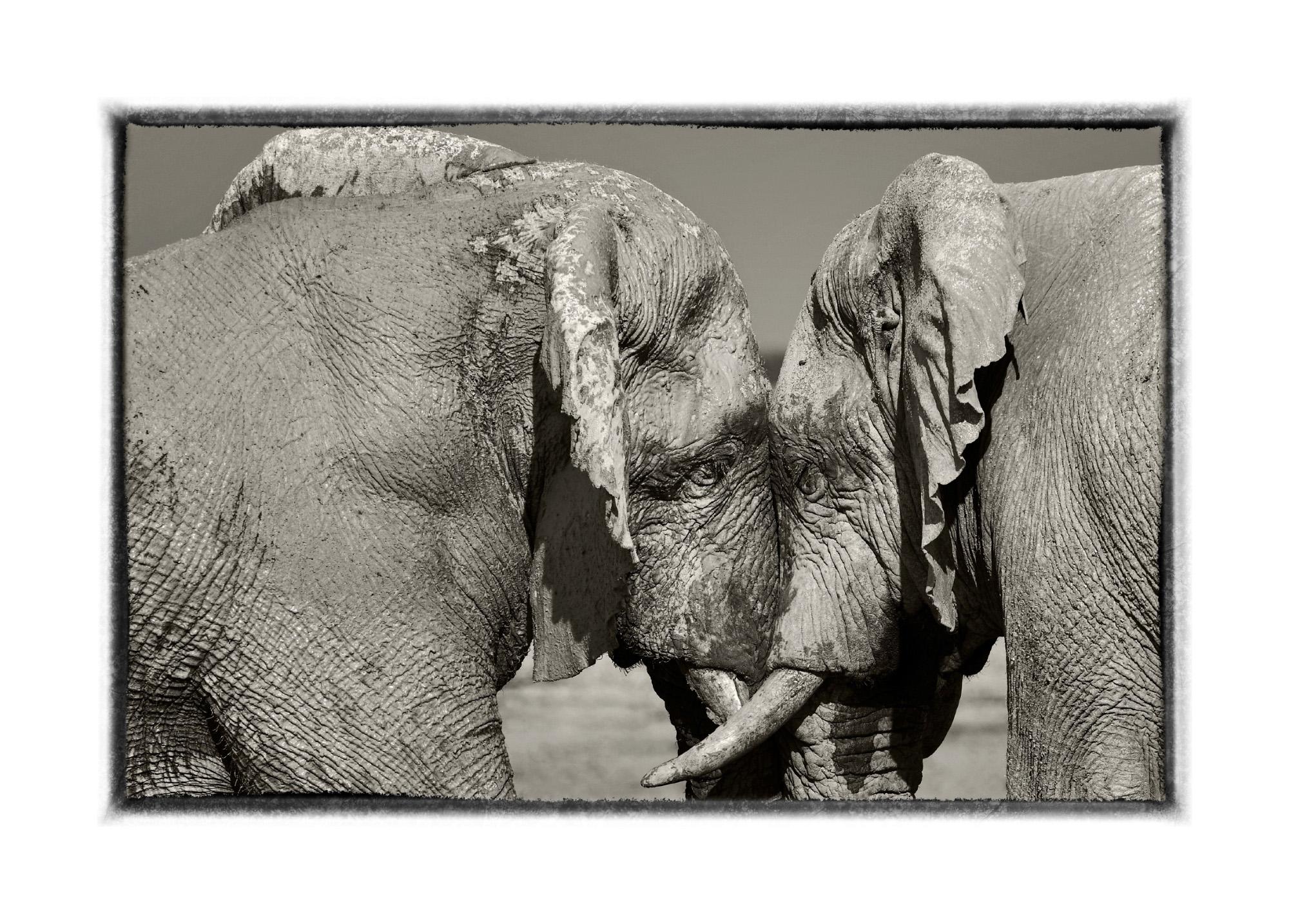 Namibian Etosha Elephants, Black and White Photography, Fine Art Print by Rainer Martini For Sale