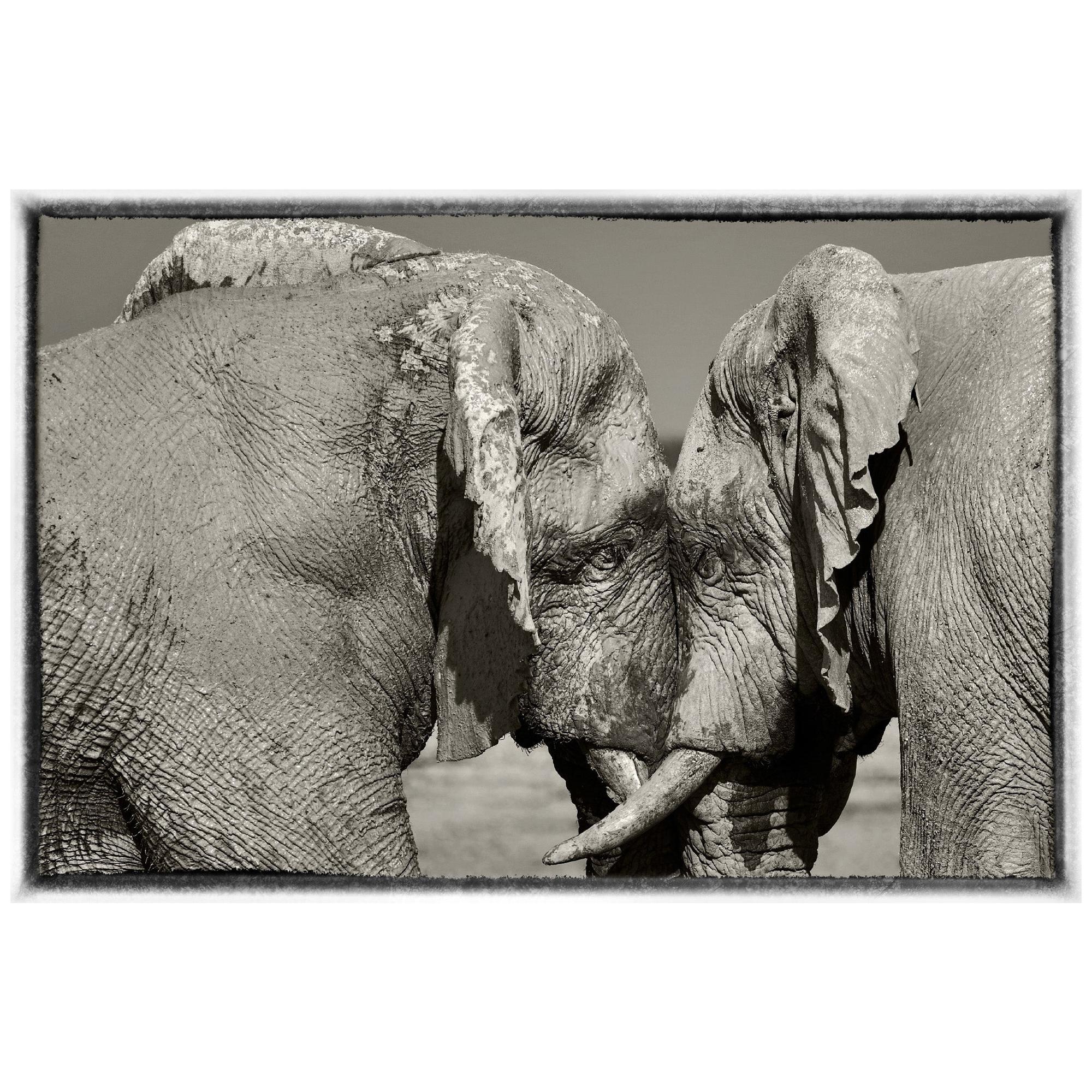 Etosha Elefanten:: Schwarz-Weiß-Fotografie:: Fine Art Print von Rainer Martini im Angebot