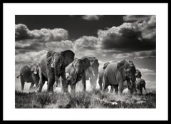 Éléphants d'Etosha, photographie en noir et blanc, estampe d'art de Rainer Martini