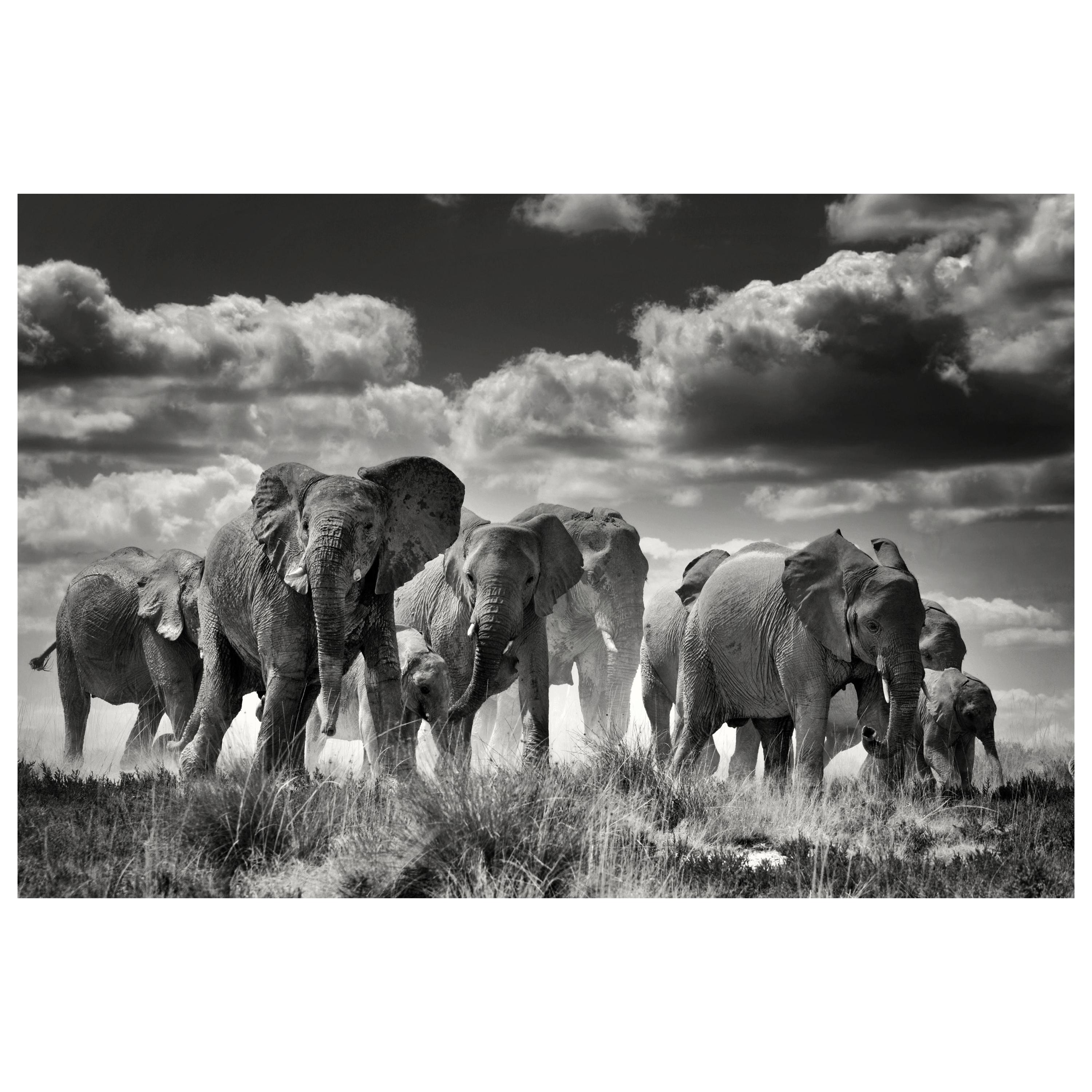 Etosha Elefanten:: Schwarz-Weiß-Fotografie Kunstdruck von Rainer Martini im Angebot