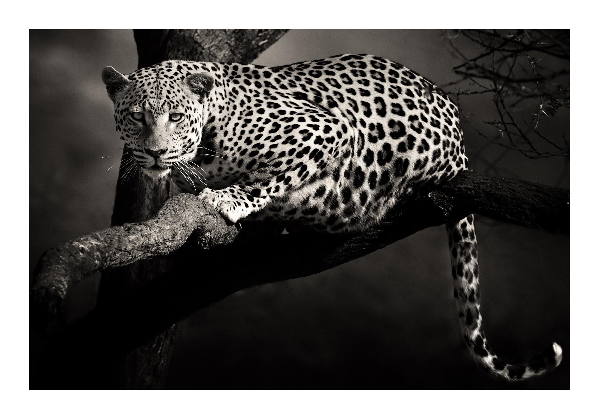 Etosha Leopard:: Schwarz-Weiß-Fotografie:: Kunstdruck von Rainer Martini (Namibisch) im Angebot