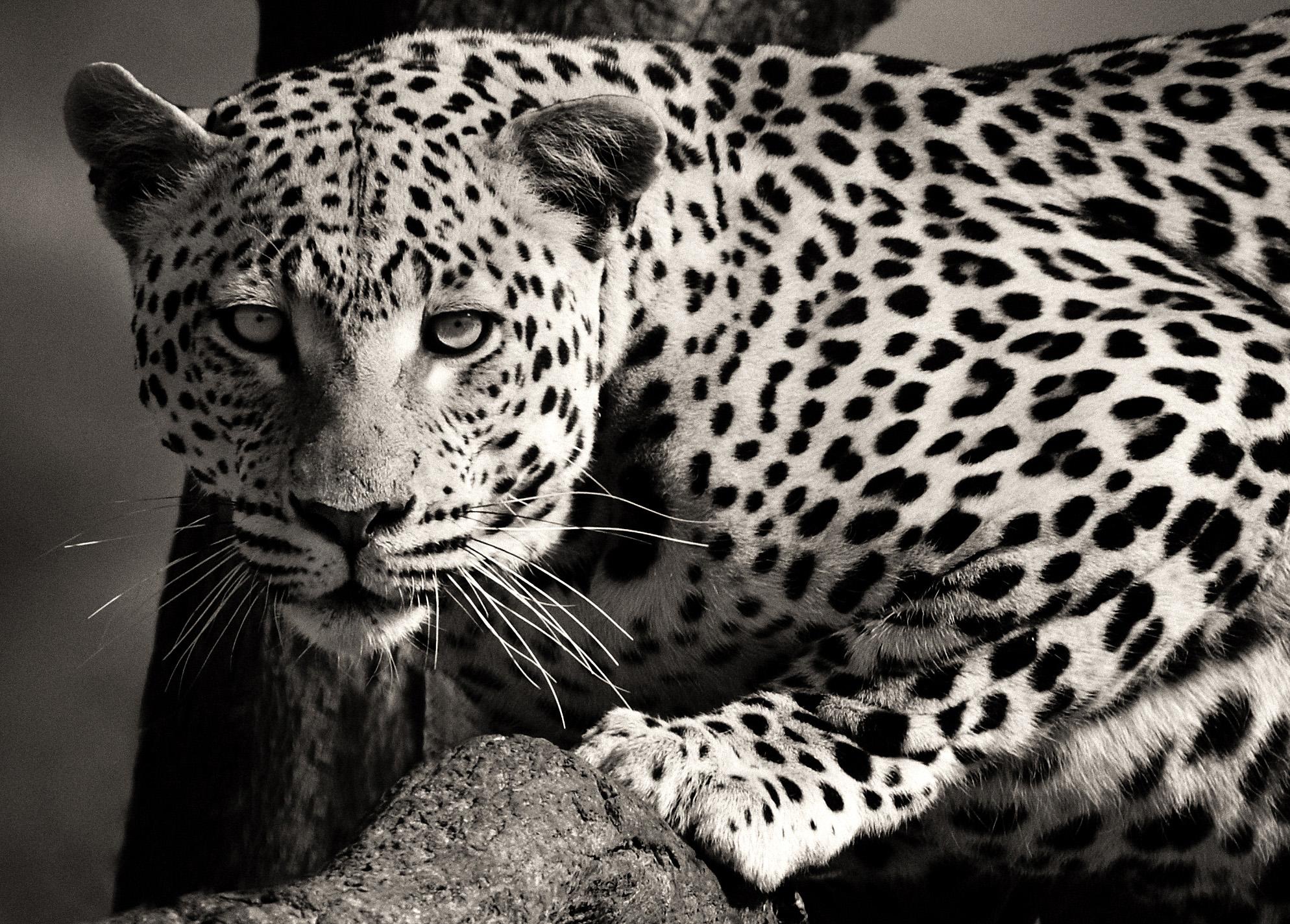 Etosha Leopard:: Schwarz-Weiß-Fotografie:: Kunstdruck von Rainer Martini im Zustand „Neu“ im Angebot in Epfach, DE