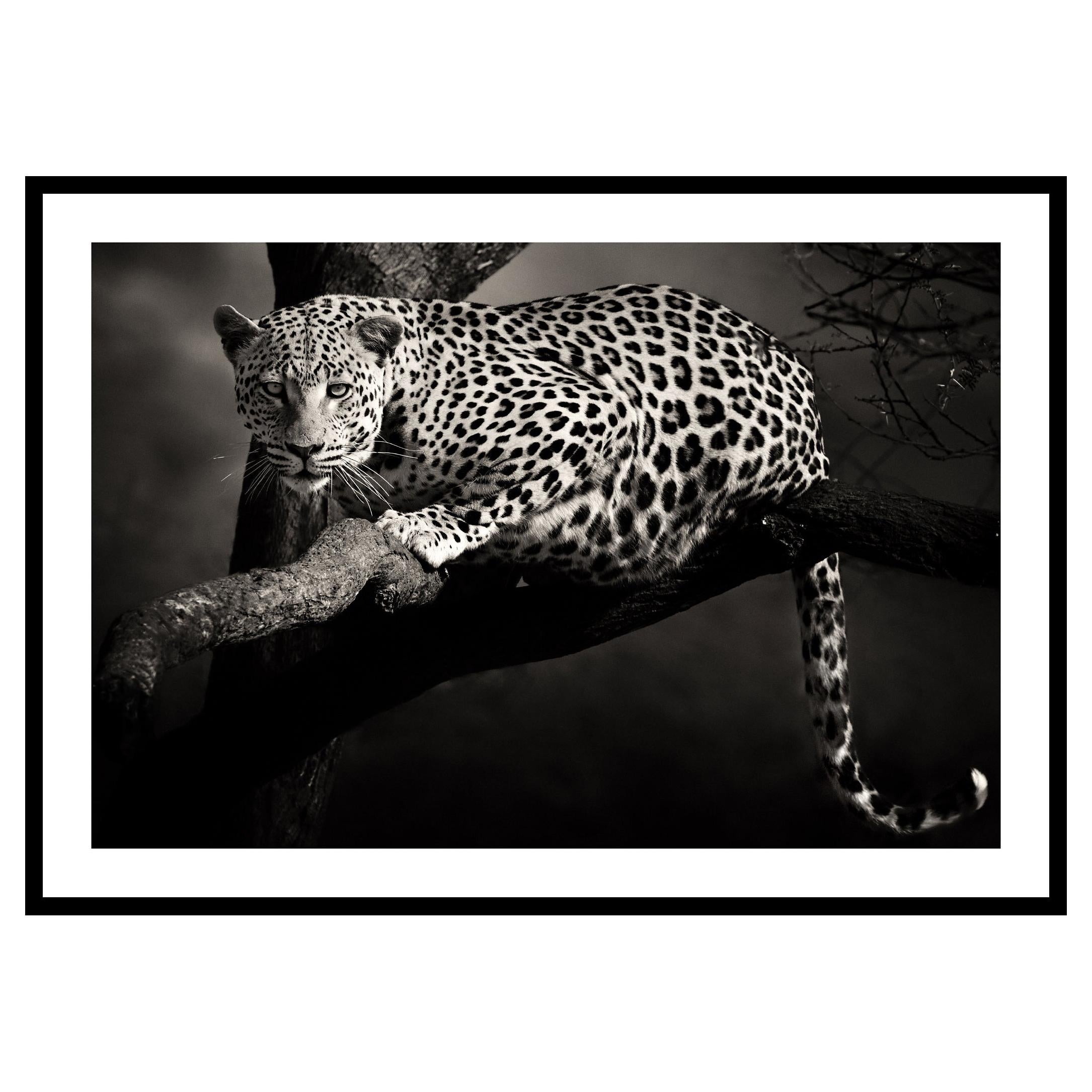 Etosha Leopard, Black and White Photography, Fine Art Print by Rainer Martini For Sale