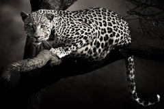 Léopard d'Etosha:: photographie en noir et blanc:: impression d'art par Rainer Martini