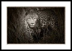 Etosha Leopard II, photographie en noir et blanc, estampe d'art de Rainer Martini