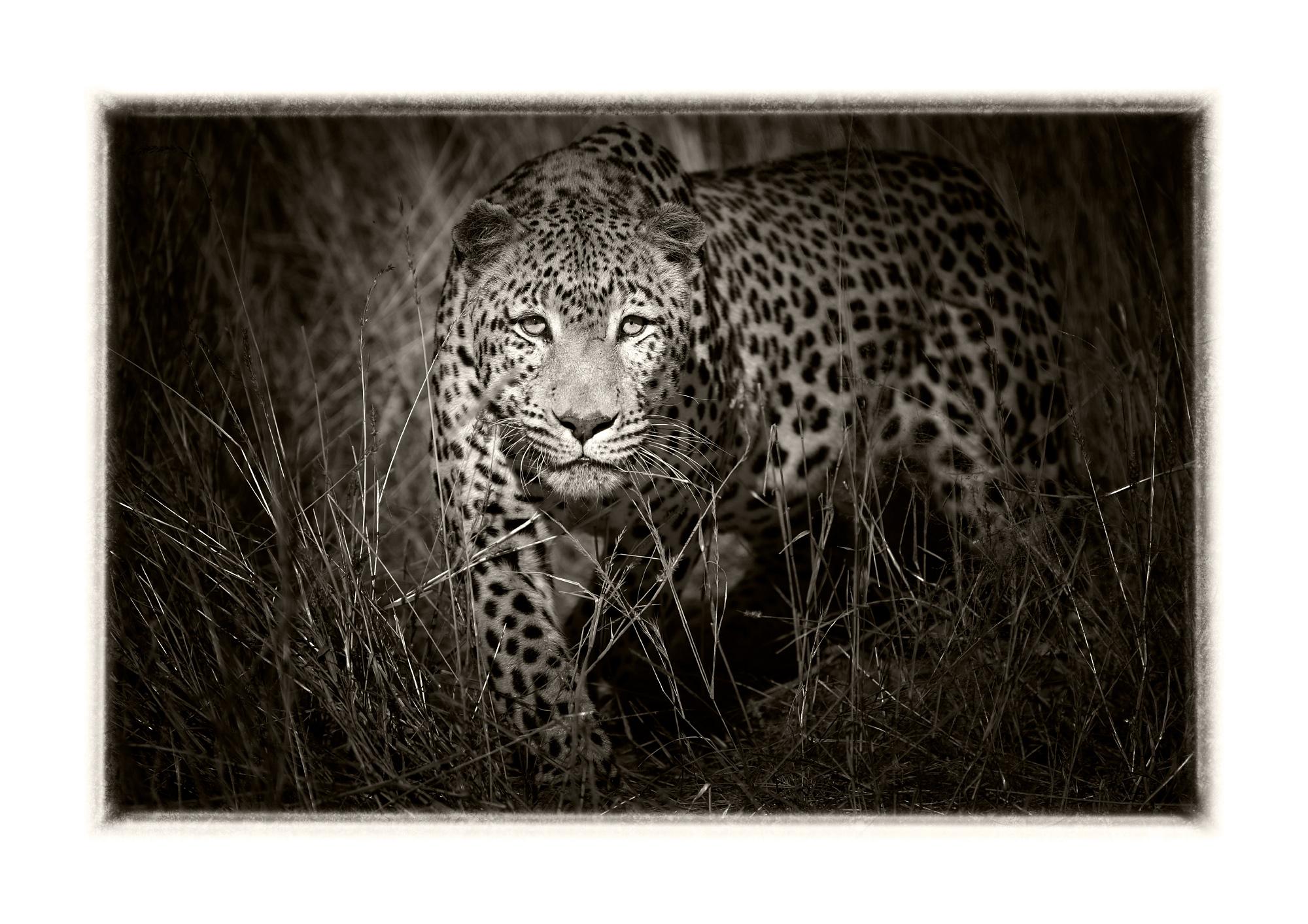 Etosha Leopard II, Schwarz-Weiß-Fotografie, Kunstdruck von Rainer Martini (Namibisch) im Angebot