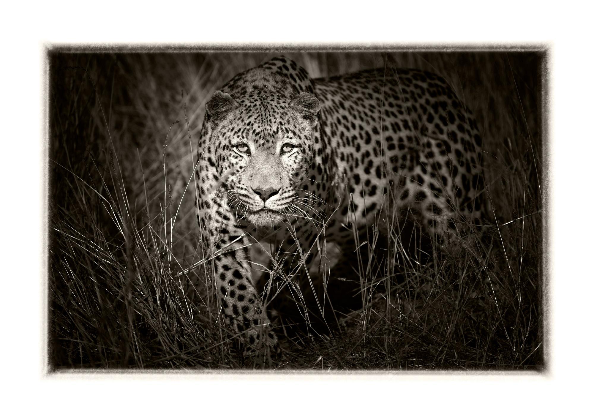 Namibiano Etosha Leopard II, Fotografia in bianco e nero, Stampa d'arte di Rainer Martini in vendita