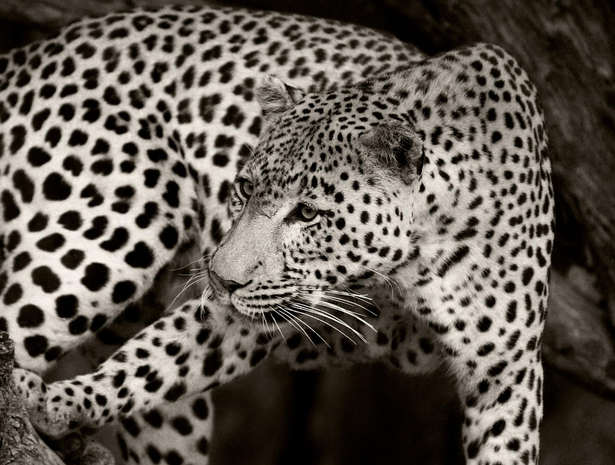 Etosha Leopard II, Fotografia in bianco e nero, Stampa d'arte di Rainer Martini In condizioni Nuovo in vendita a Epfach, DE
