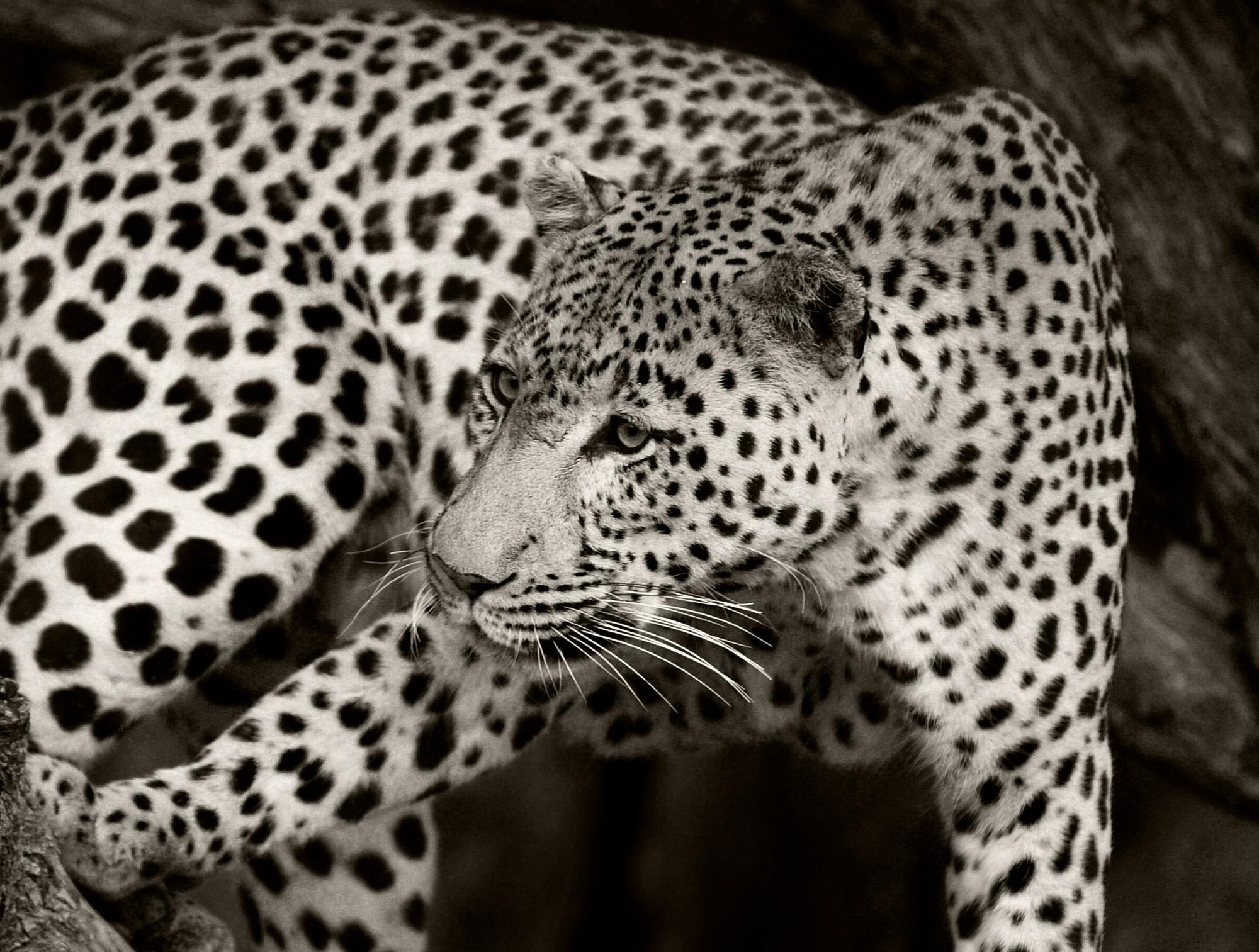 Etosha Leopard II, Schwarz-Weiß-Fotografie, Kunstdruck von Rainer Martini im Zustand „Neu“ im Angebot in Epfach, DE