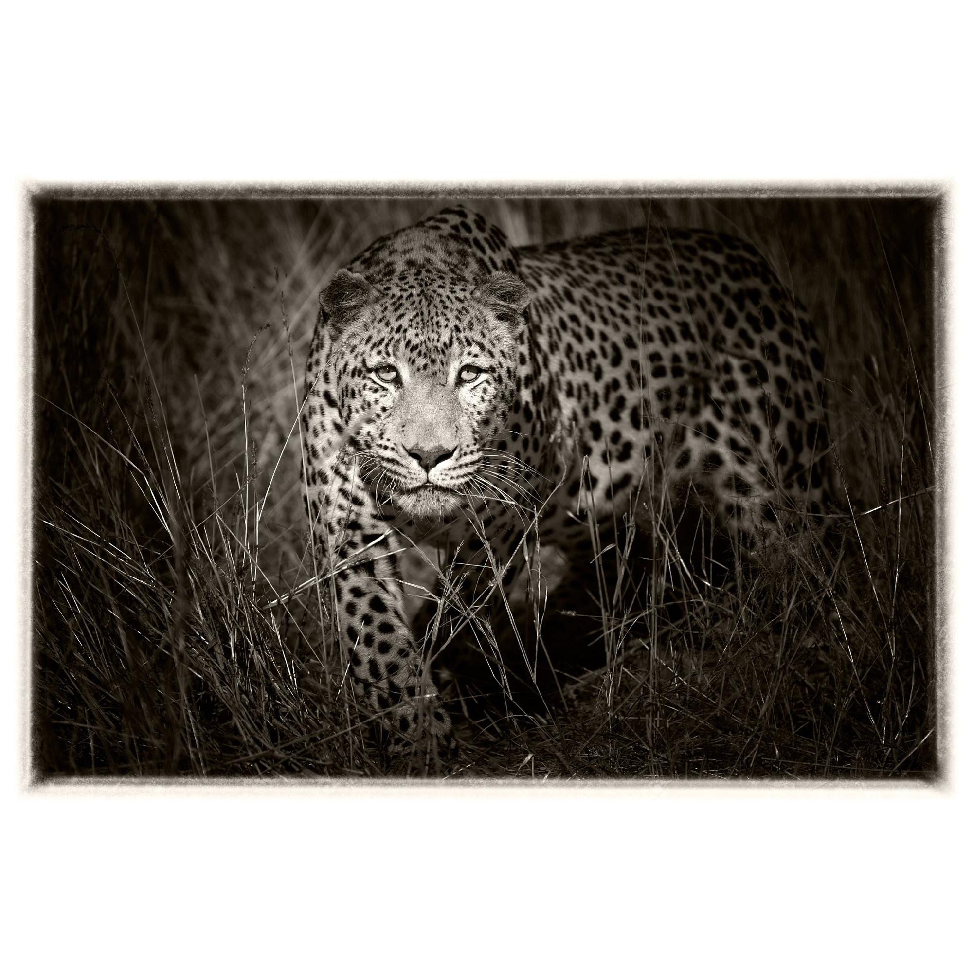 Etosha Leopard II, Schwarz-Weiß-Fotografie, Kunstdruck von Rainer Martini