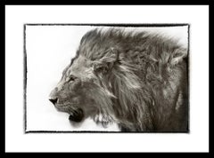Etosha Lion, Black and White Photography Fine Art Print by Rainer Martini