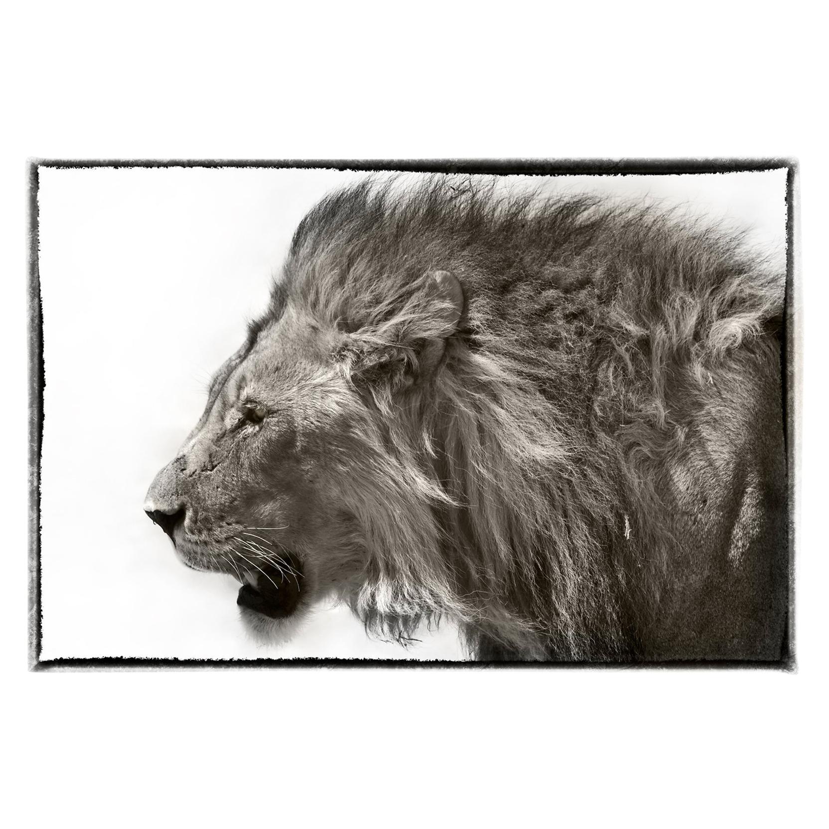 Etosha Lion, Black and White Photography Fine Art Print by Rainer Martini For Sale