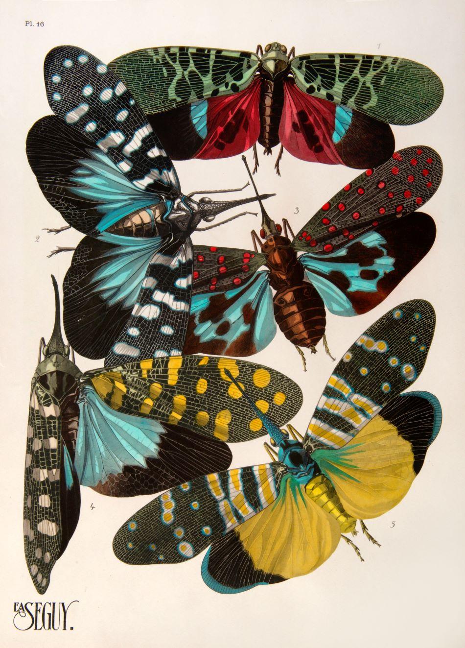 Insectes. - Print by SEGUY, E[ugene] A[lain].