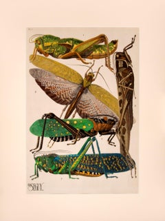 Insetti