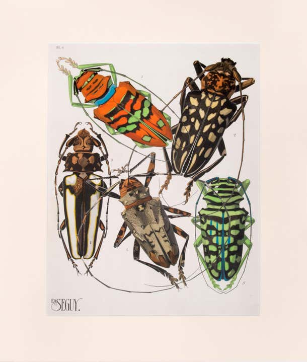 Eugene Alain Seguy - Insectes For Sale at 1stDibs