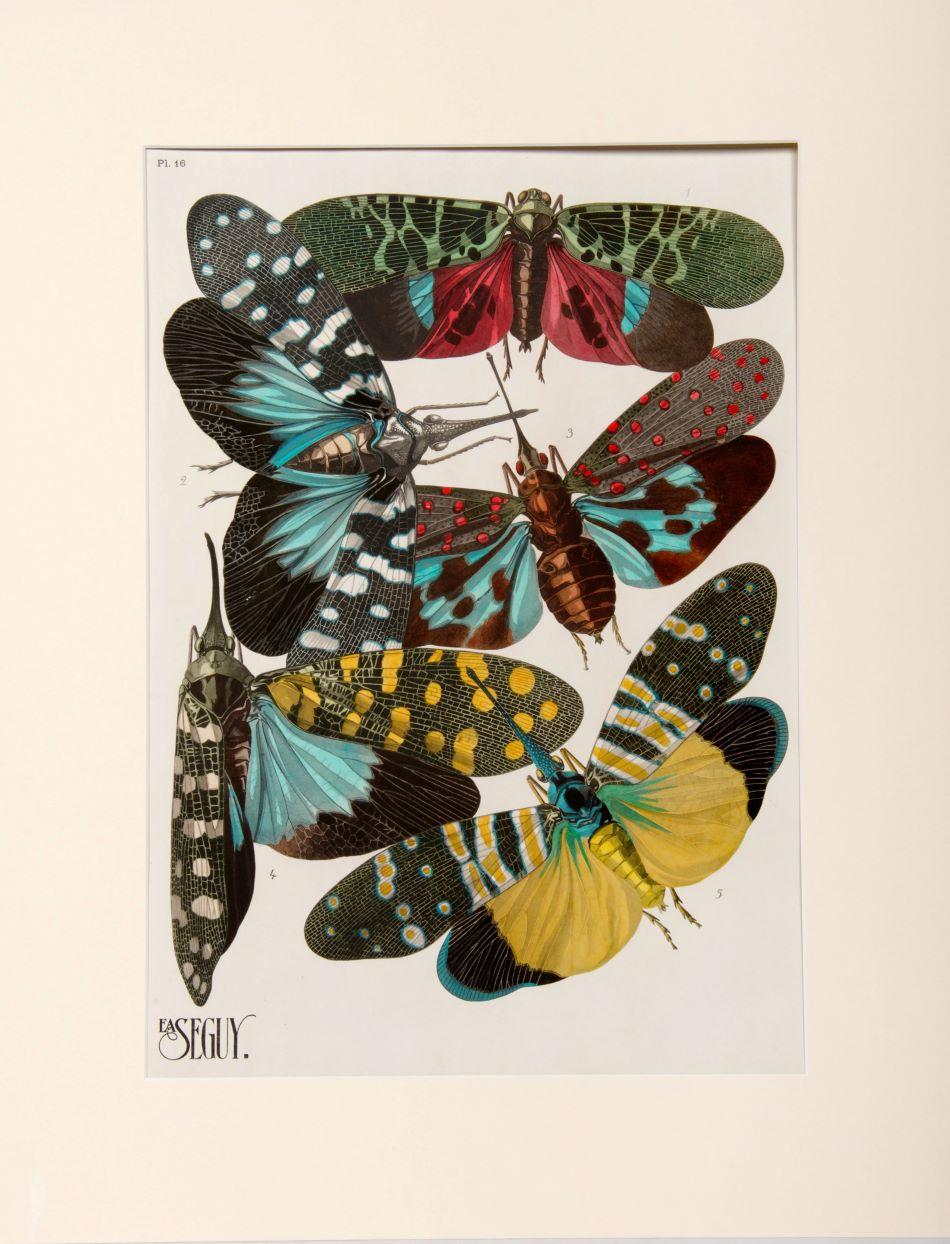 SEGUY, E[ugene] A[lain]. Animal Print - Insectes.