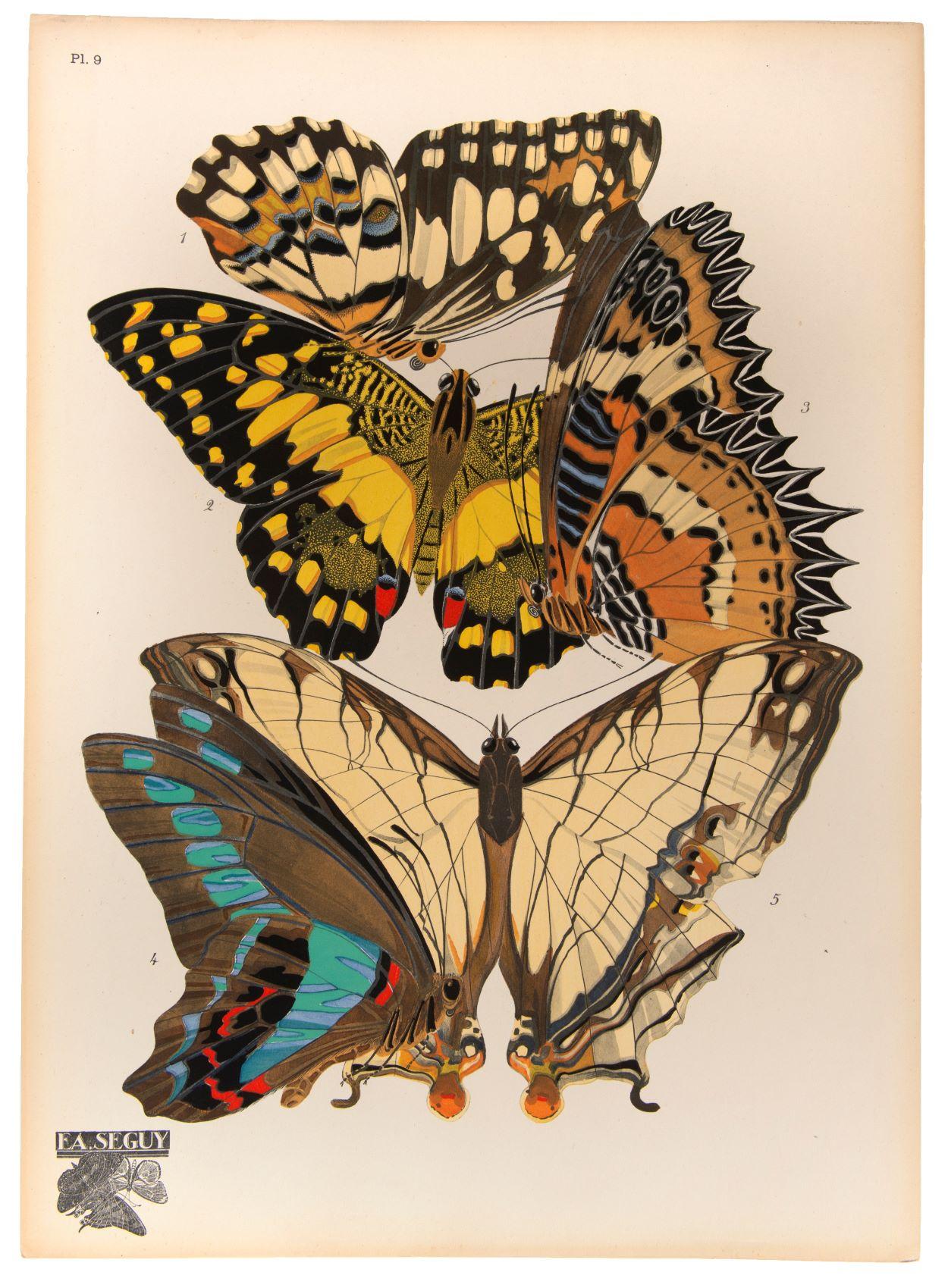 Papillons - Print de SEGUY, E[ugene] A[lain].