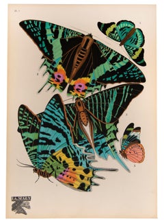 Papillons