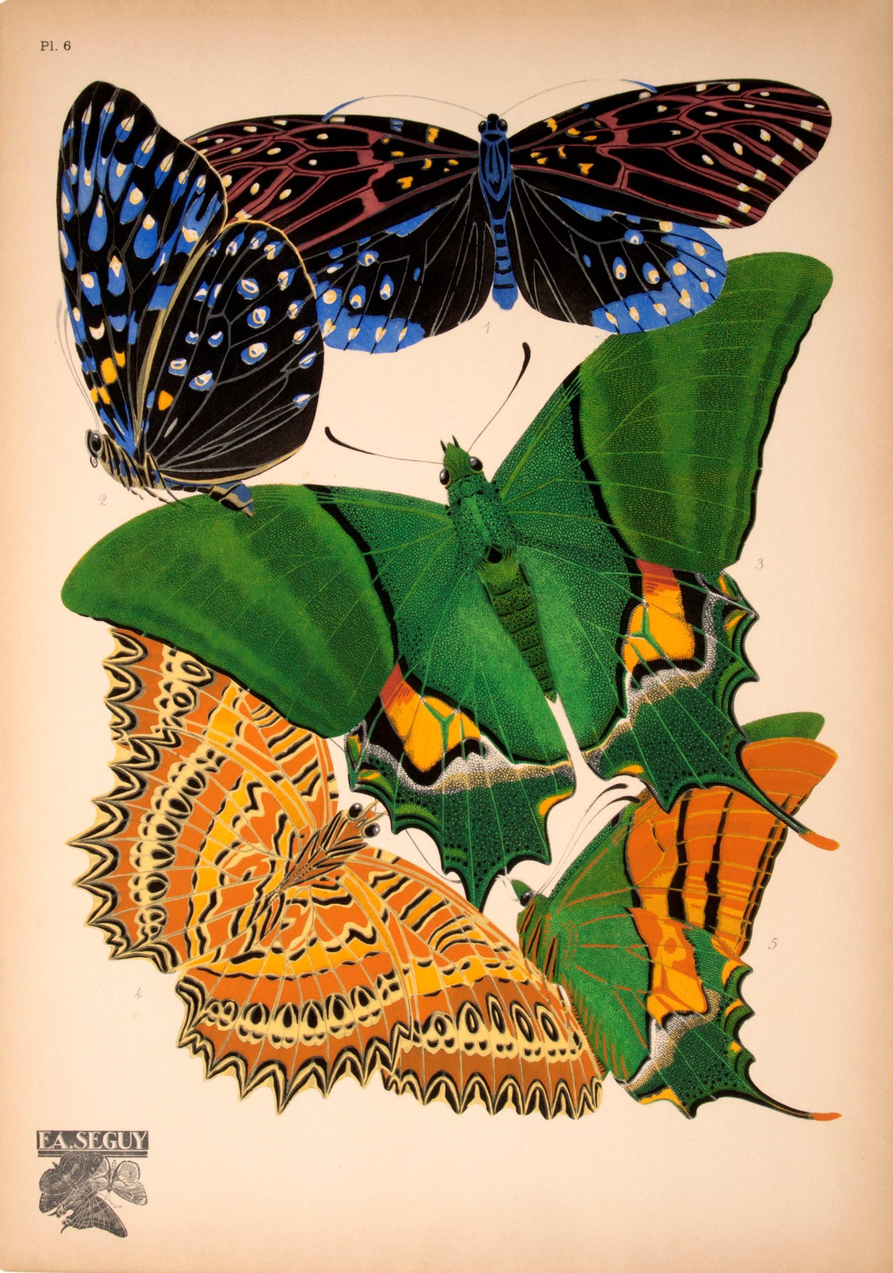 Papillons - Print by SEGUY, E[ugene] A[lain].