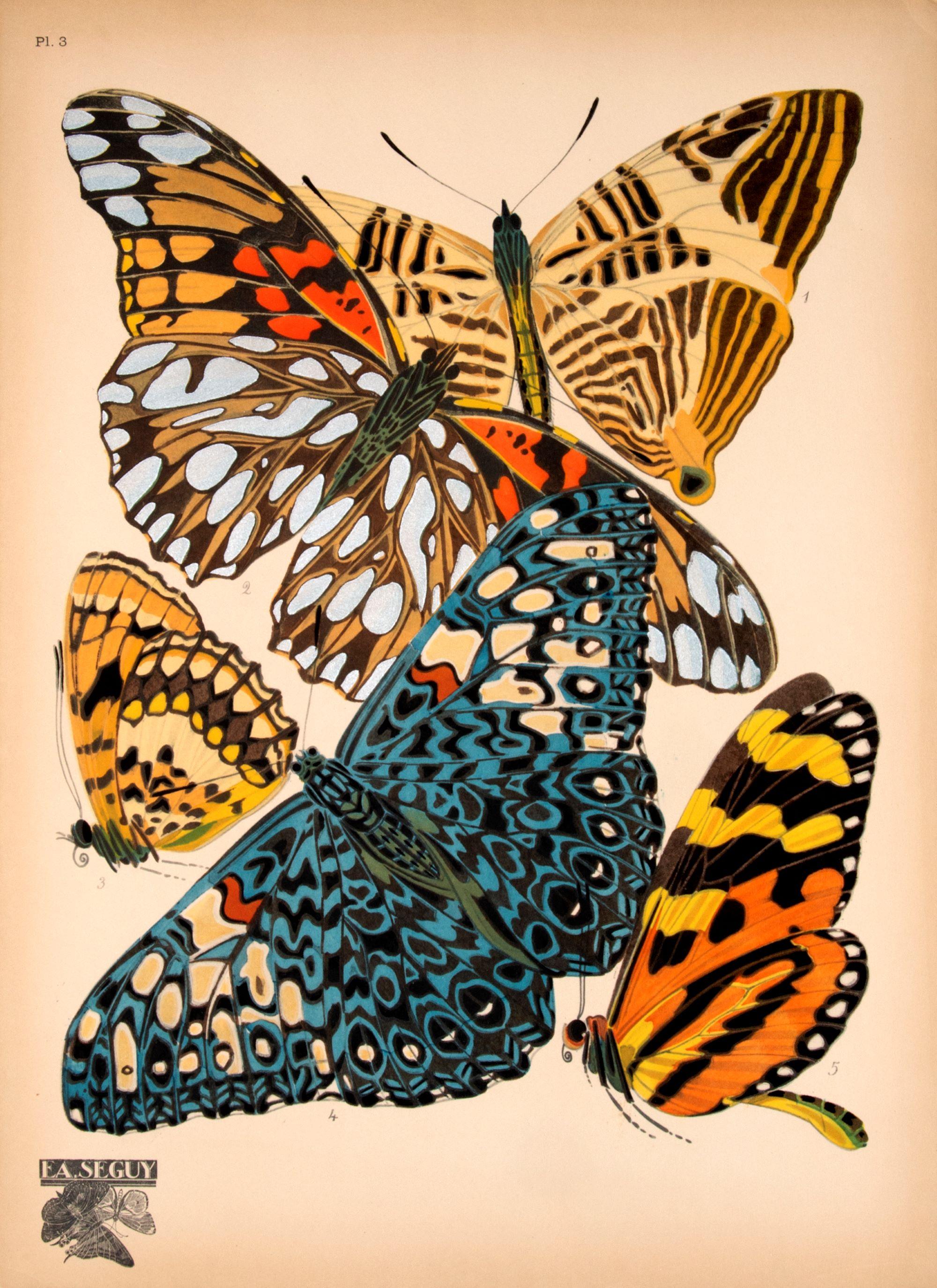 Papillons - Print by SEGUY, E[ugene] A[lain].