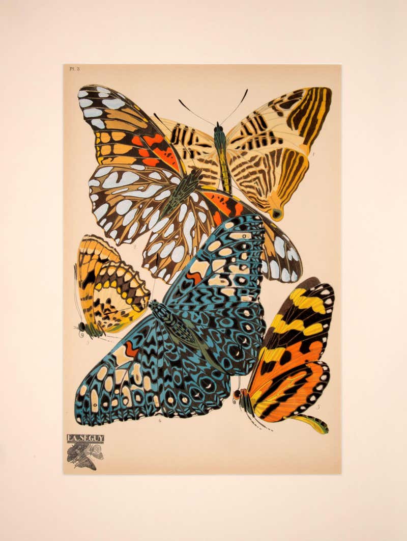 Eugene Alain Seguy - Insectes For Sale at 1stDibs