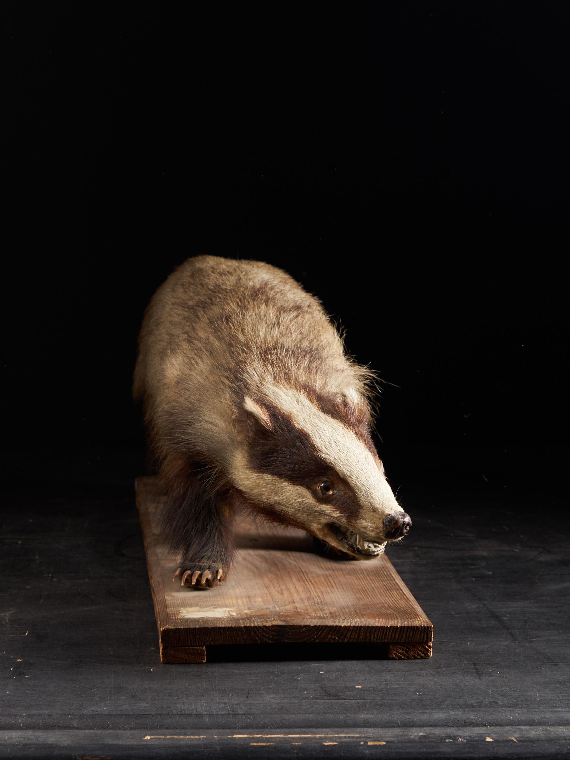 The Eurasian badger or European badger (Meles meles) is a social, omnivorous mammal that resides in woodlands, pastures, suburbs, and urban parks throughout most of Europe and Asia.