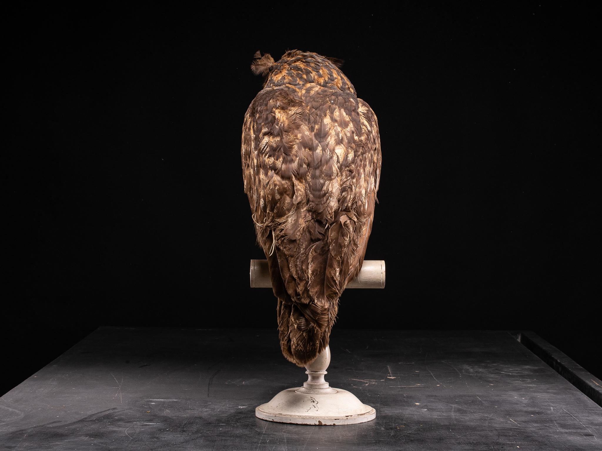 eurasian eagle owl for sale