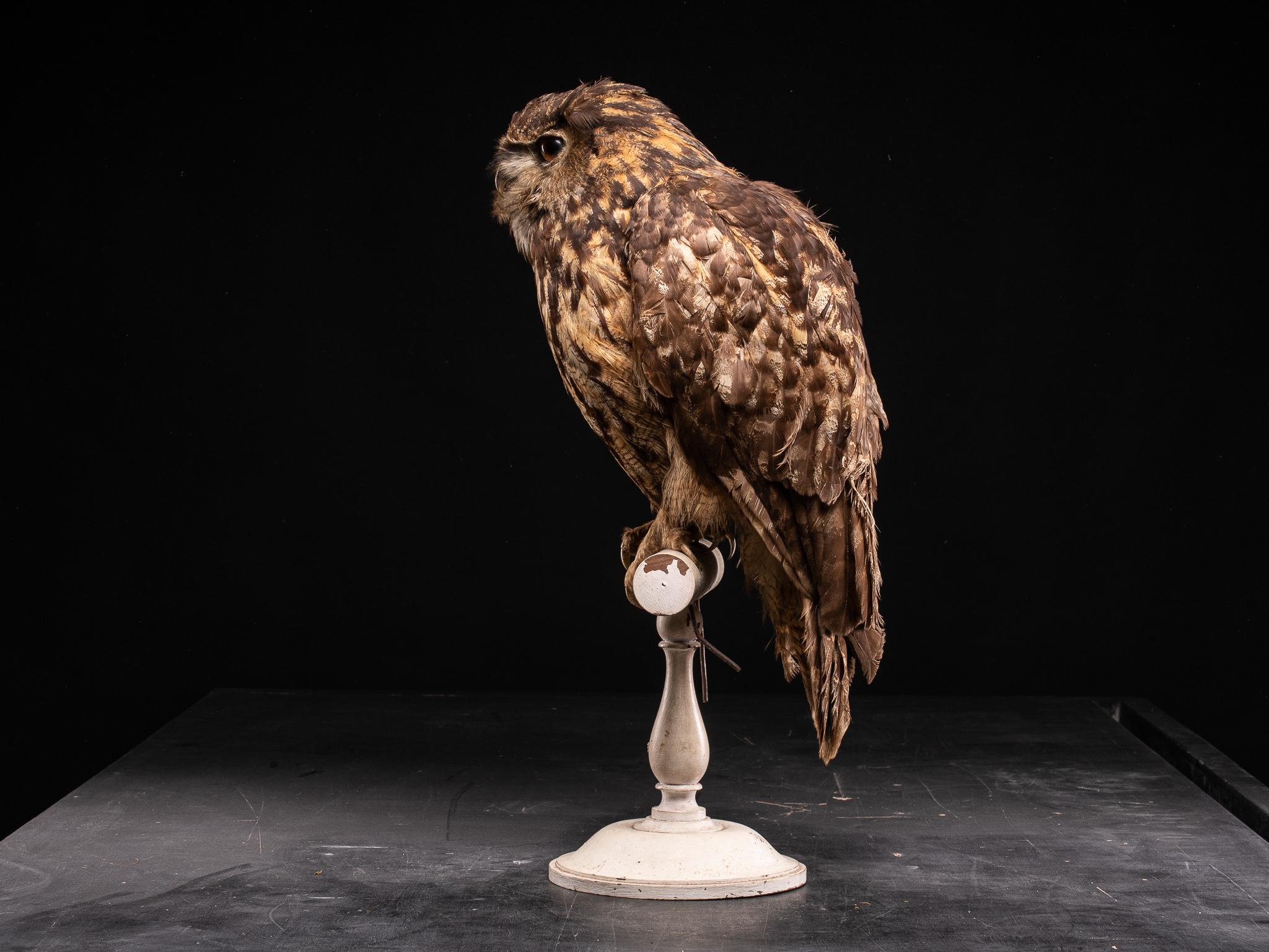 French Eurasian Eagle Owl 'Bubo bubo' on Antique White Museum Stand, 1910 For Sale