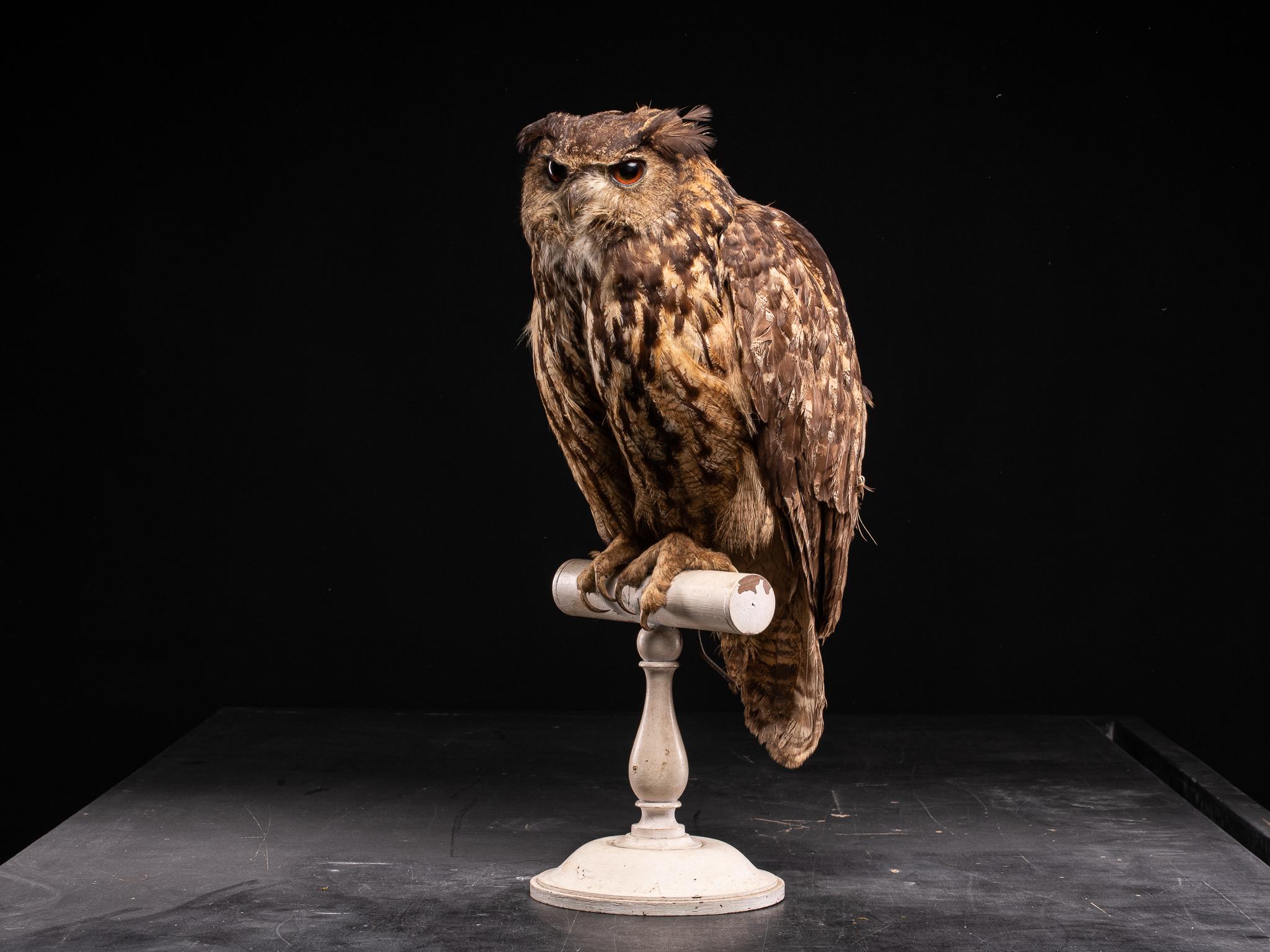 Hand-Crafted Eurasian Eagle Owl 'Bubo bubo' on Antique White Museum Stand, 1910 For Sale