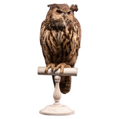 Eurasian Eagle Owl 'Bubo bubo' on Vintage White Museum Stand, 1910